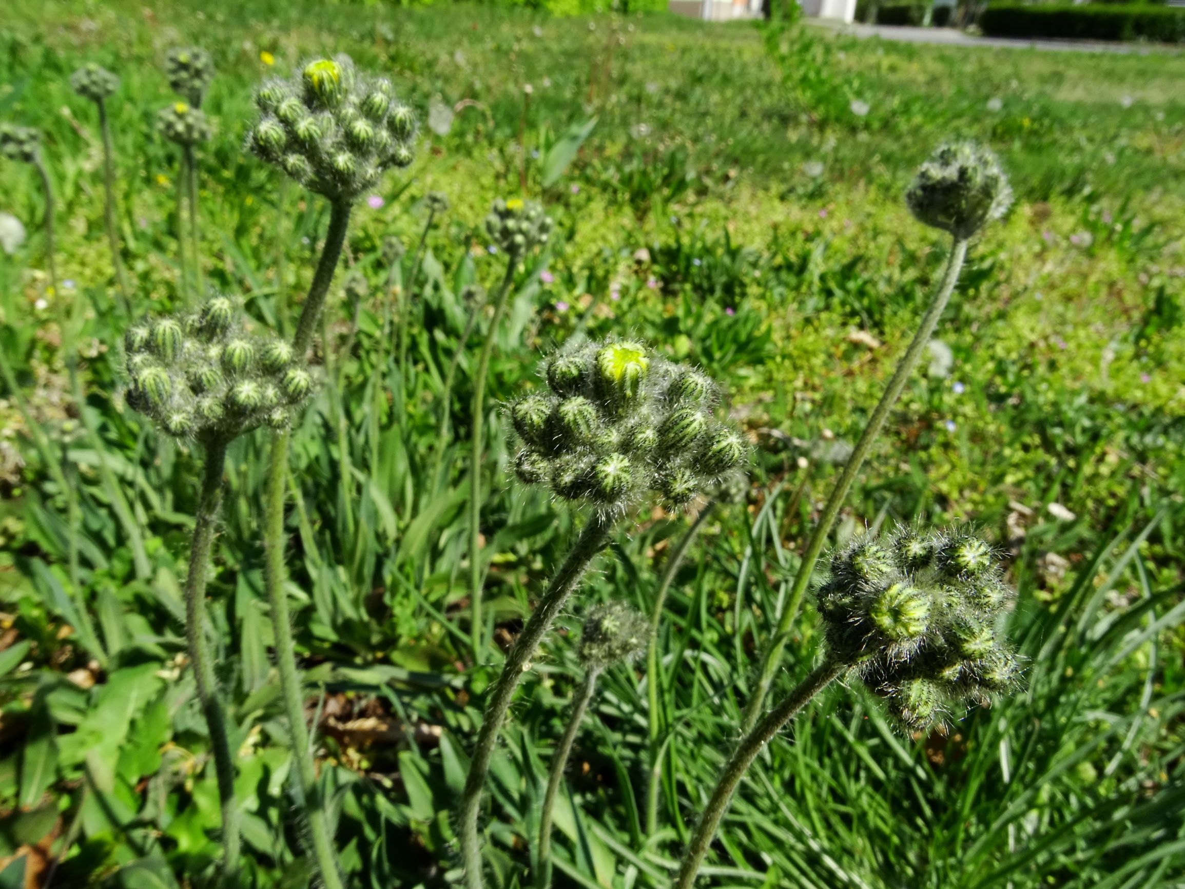 DSC09341 bb hieracium sp..JPG