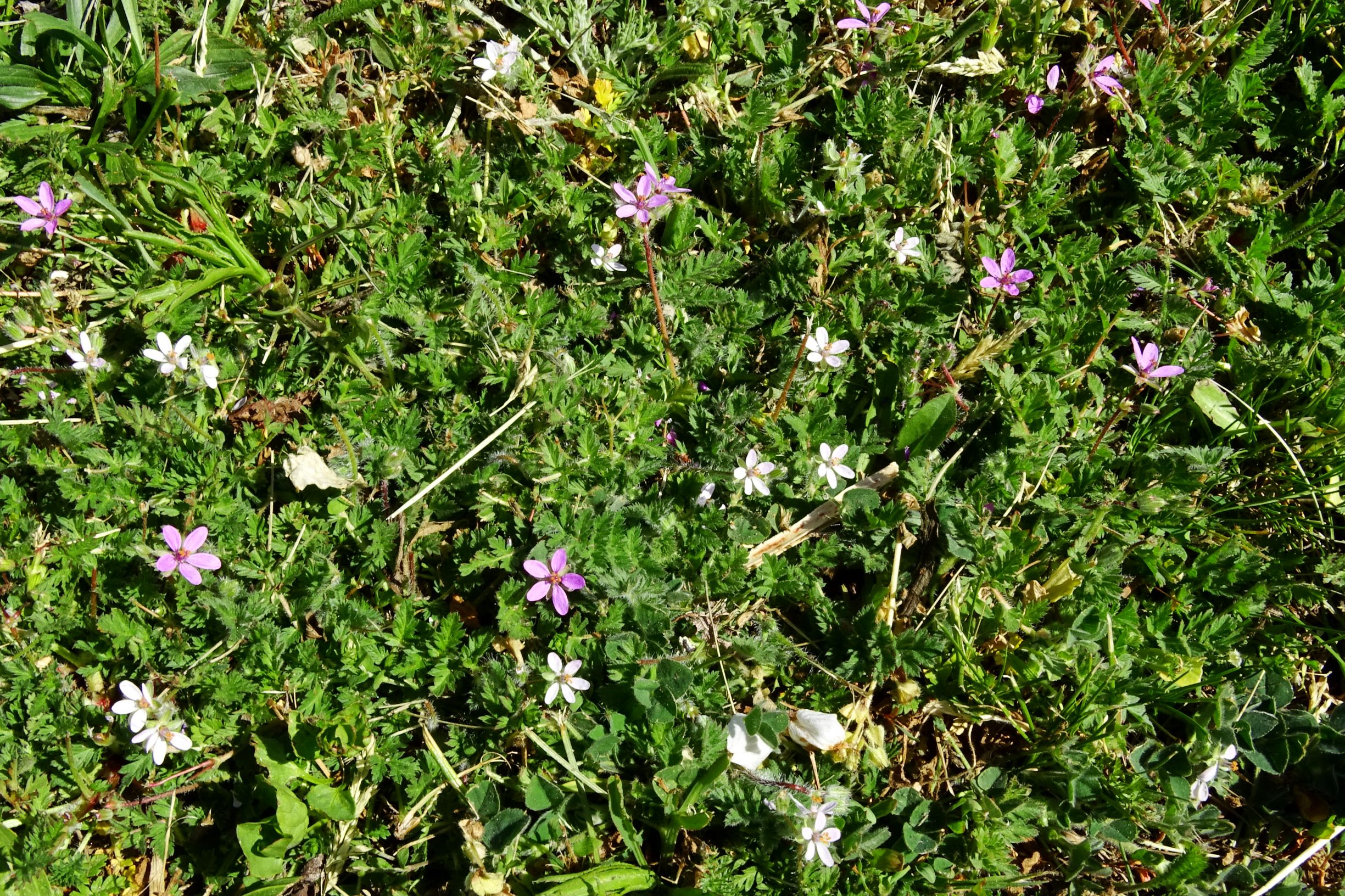 DSC09375 breit erodium cicutarium.JPG