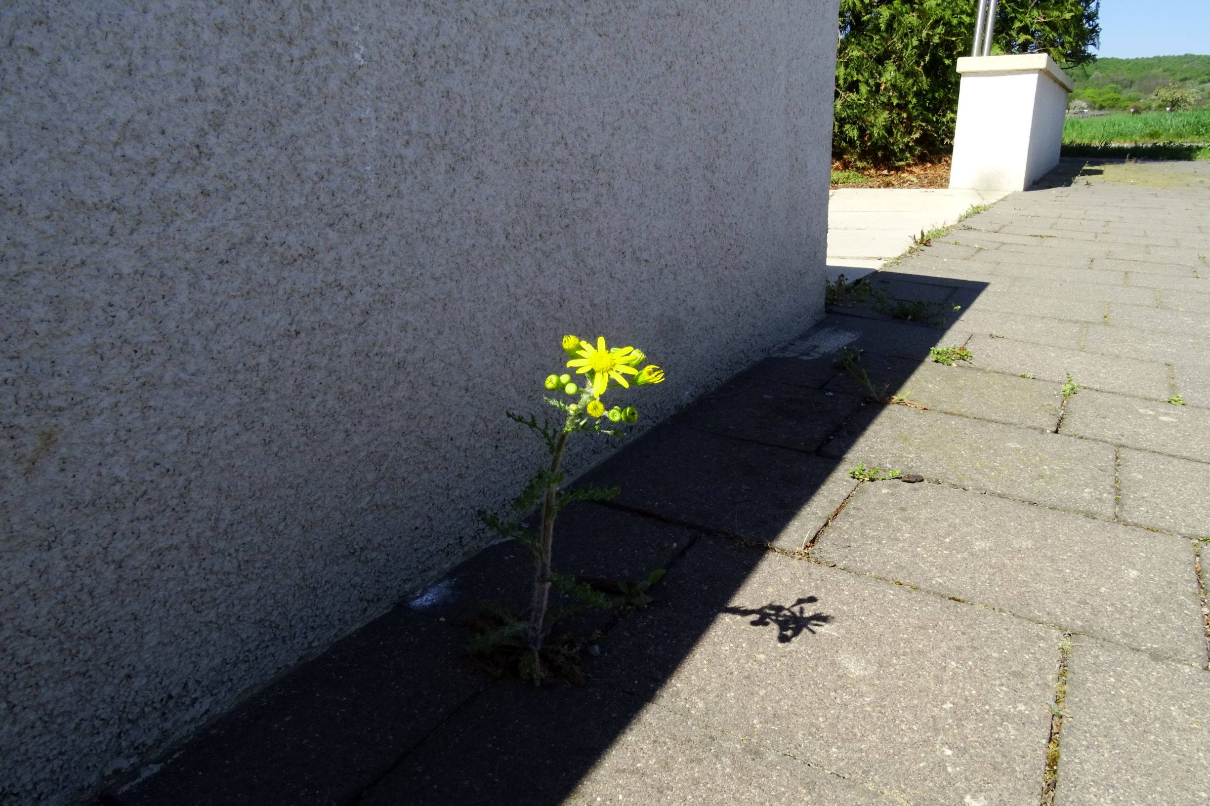 DSC09384 breit senecio vernalis.JPG