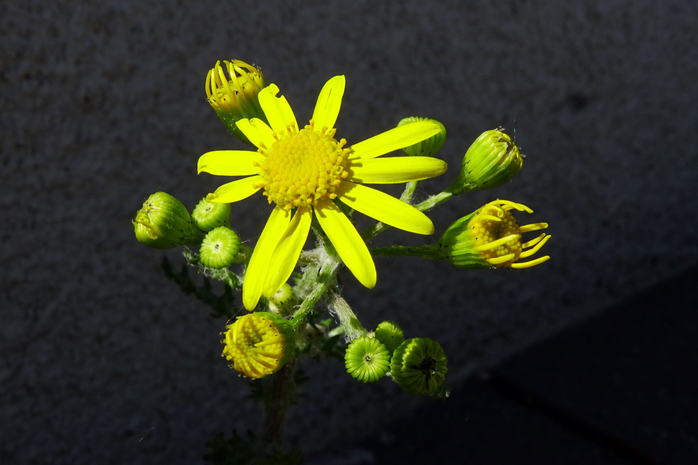 DSC09386 breit senecio vernalis.JPG