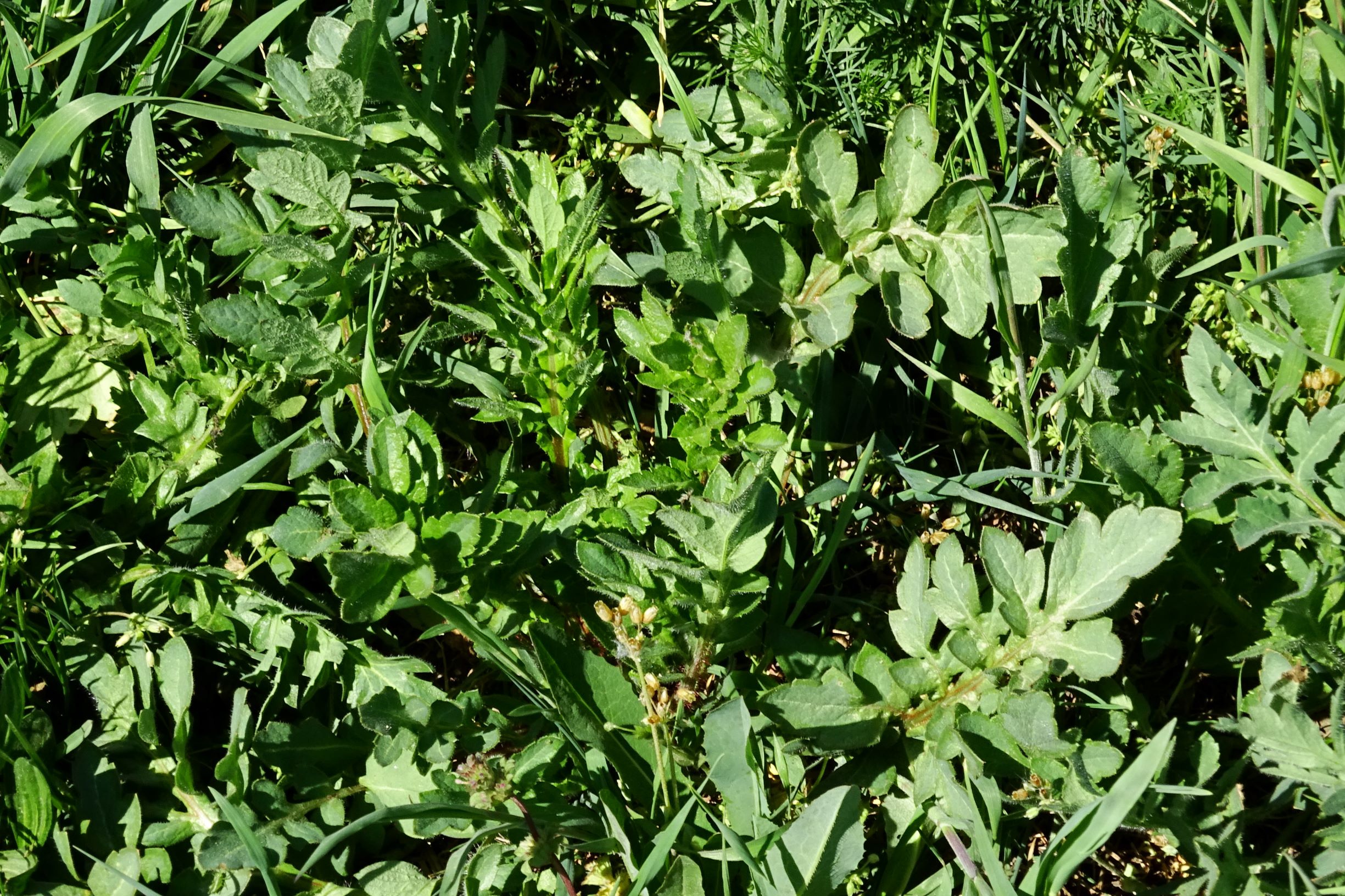 DSC09387 breit papaver rhoeas.JPG