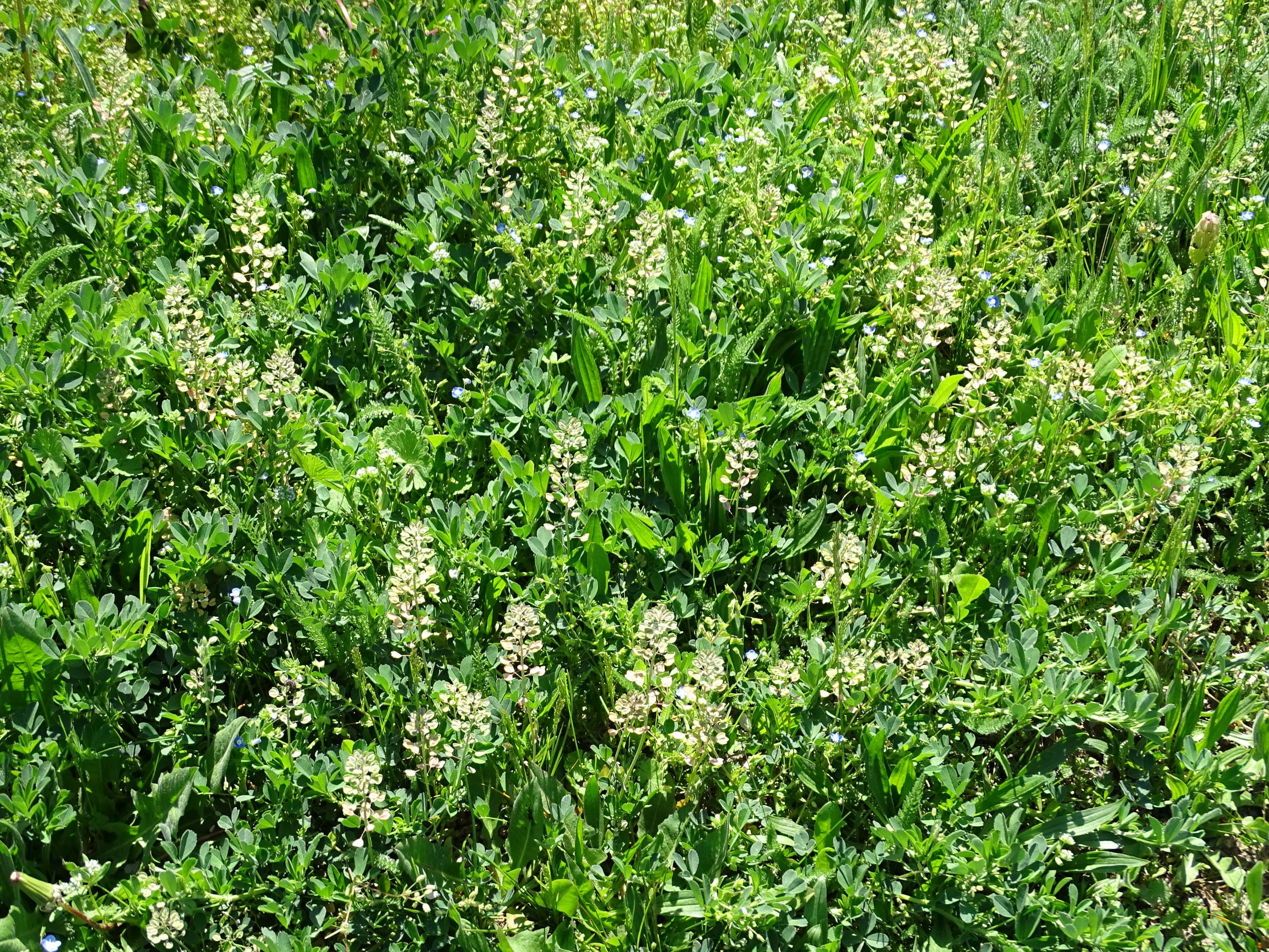 DSC09396 breit medicago falcata, microthlaspi perfoliatum, veronica persica.JPG
