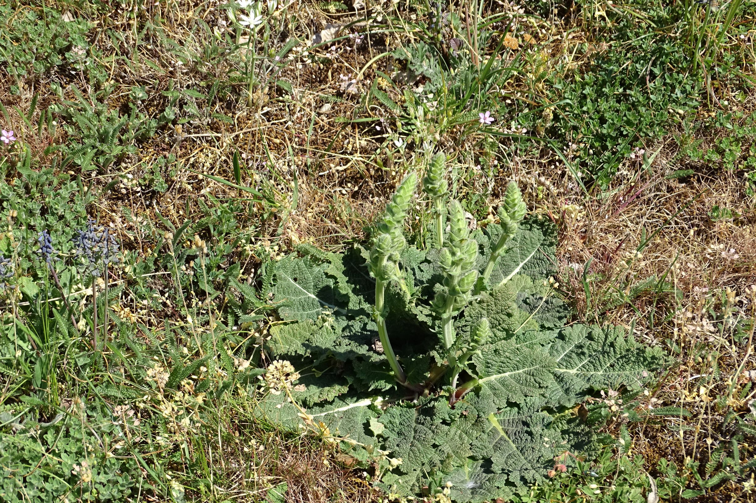 DSC09406 breit salvia austriaca.JPG