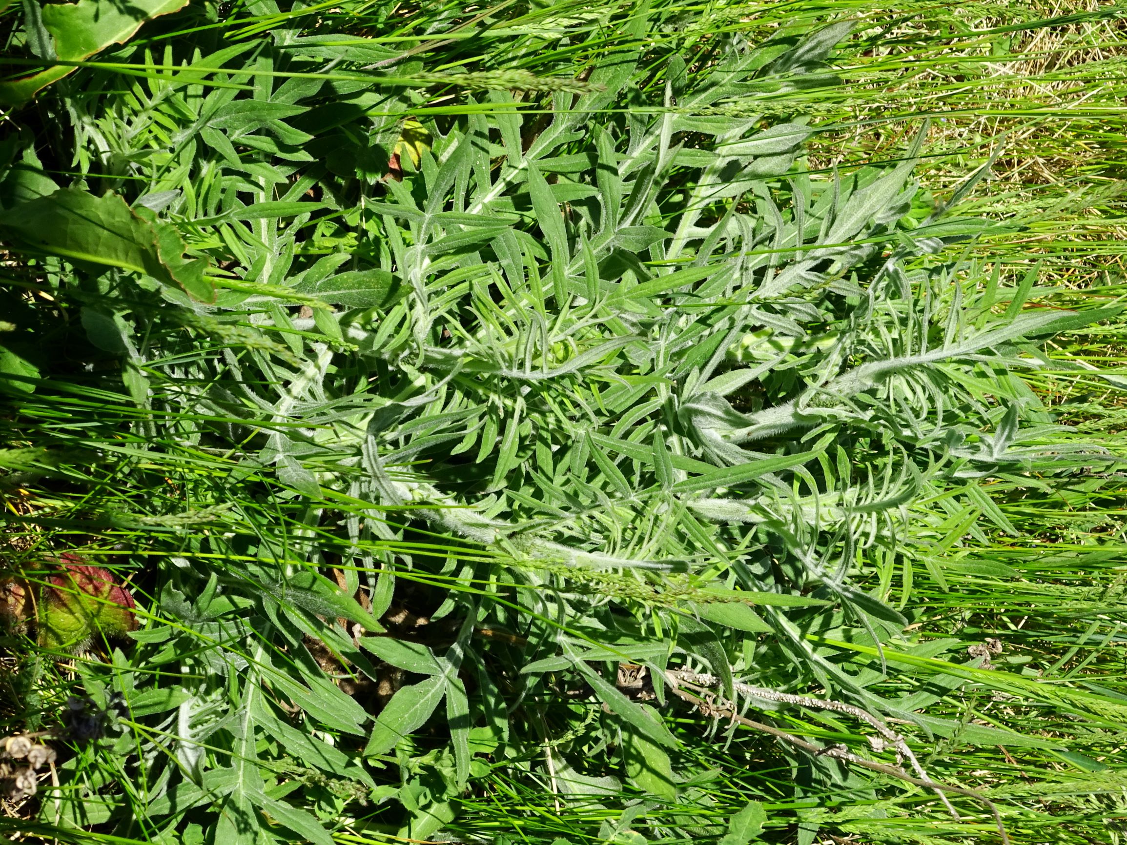 DSC09446 breit knautia arvensis.JPG