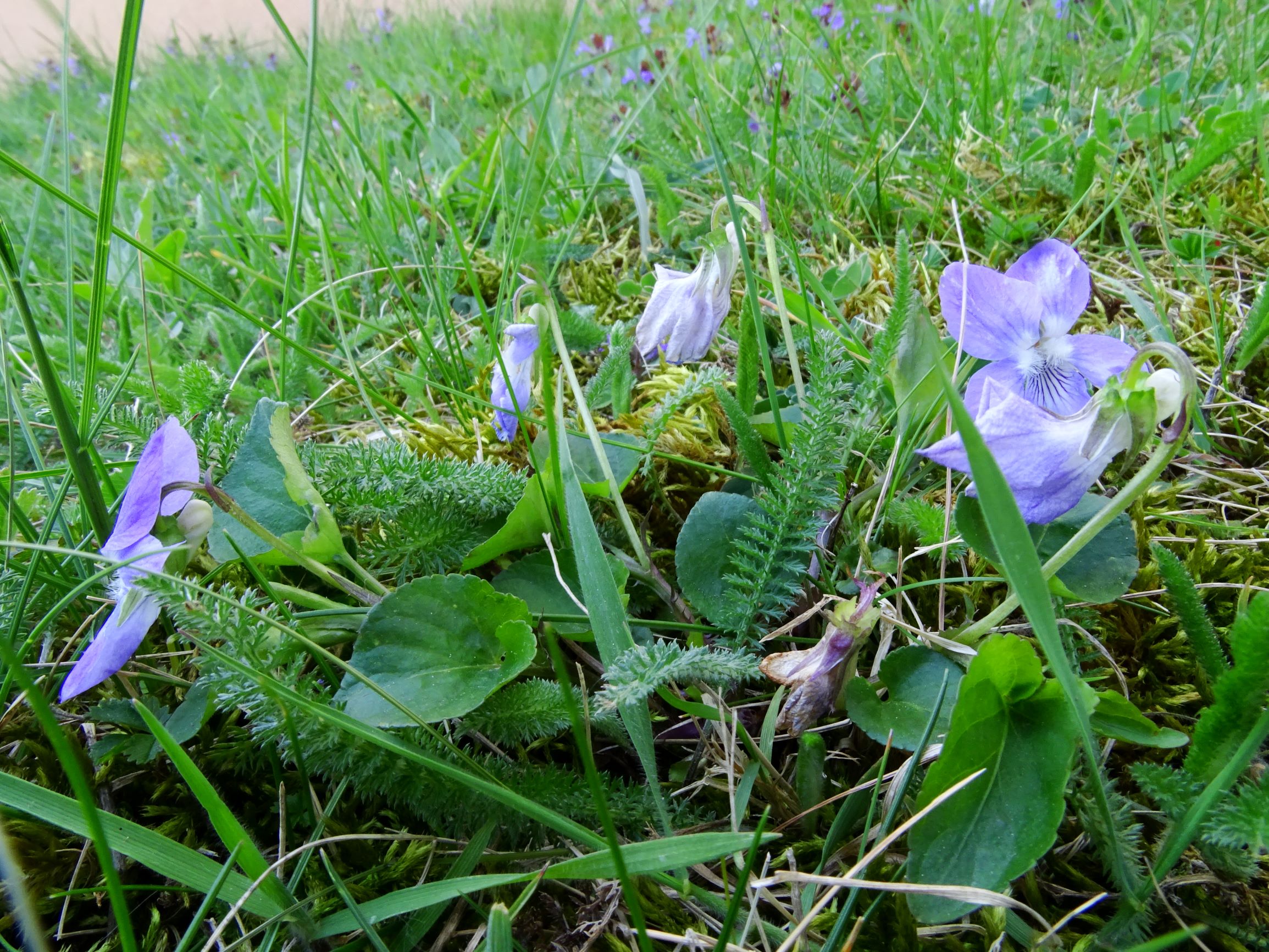 DSC09469 breit viola riviniana.JPG