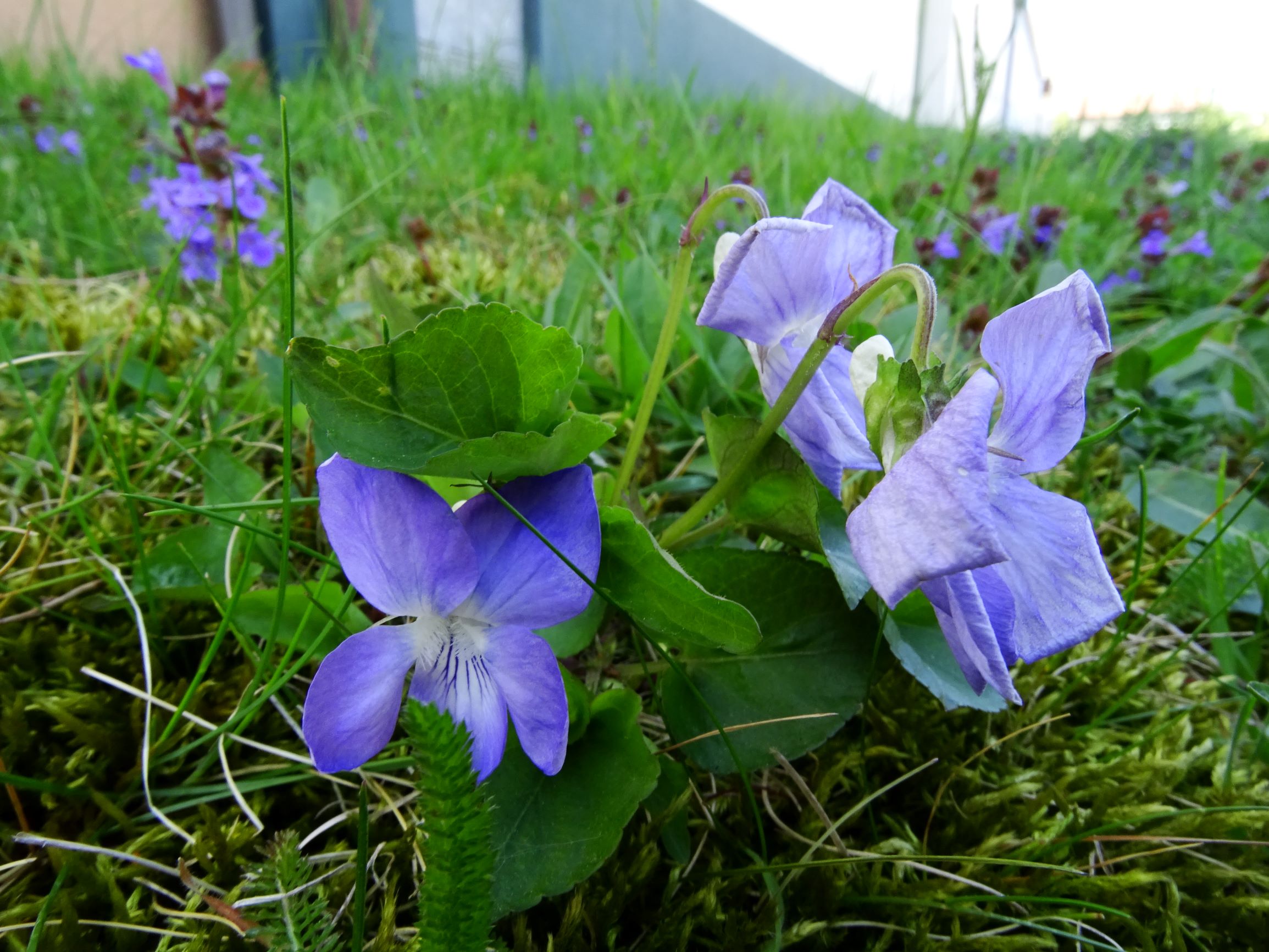 DSC09472 breit viola riviniana.JPG