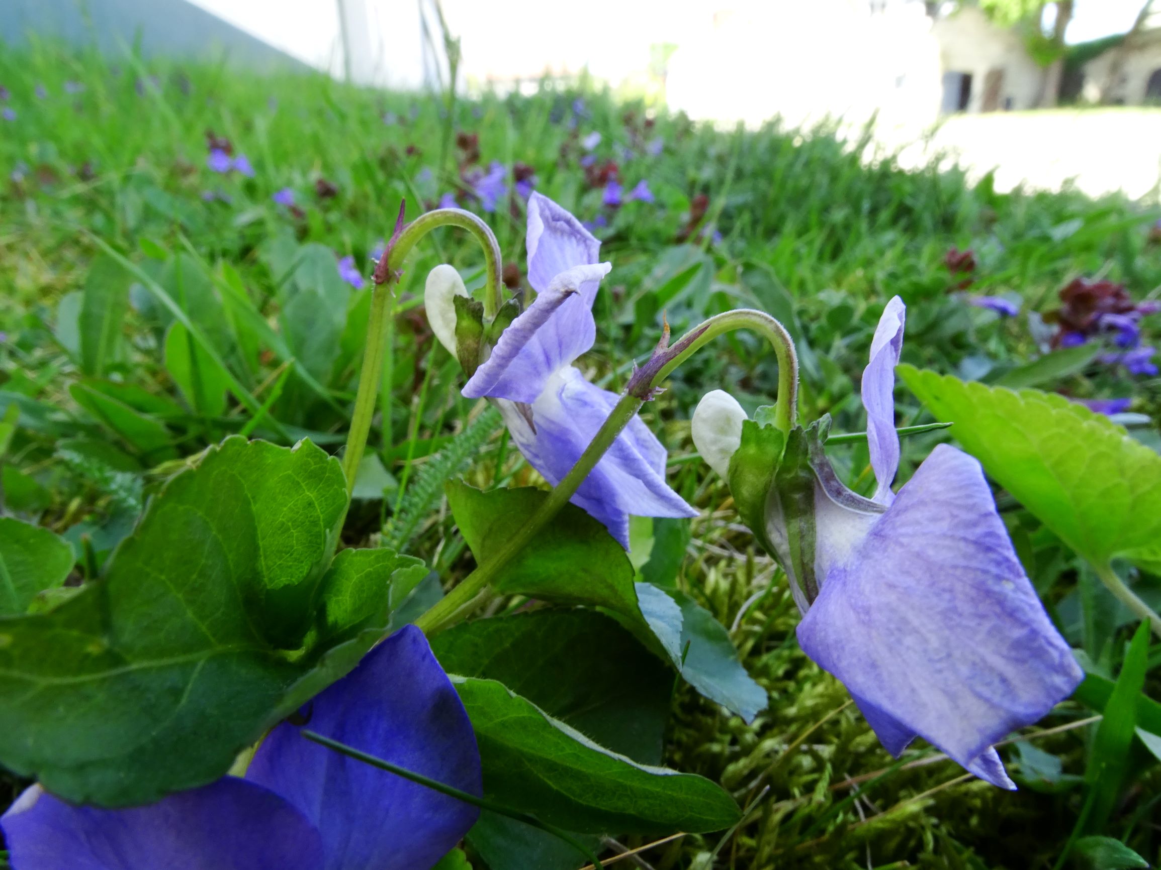DSC09475 breit viola riviniana.JPG