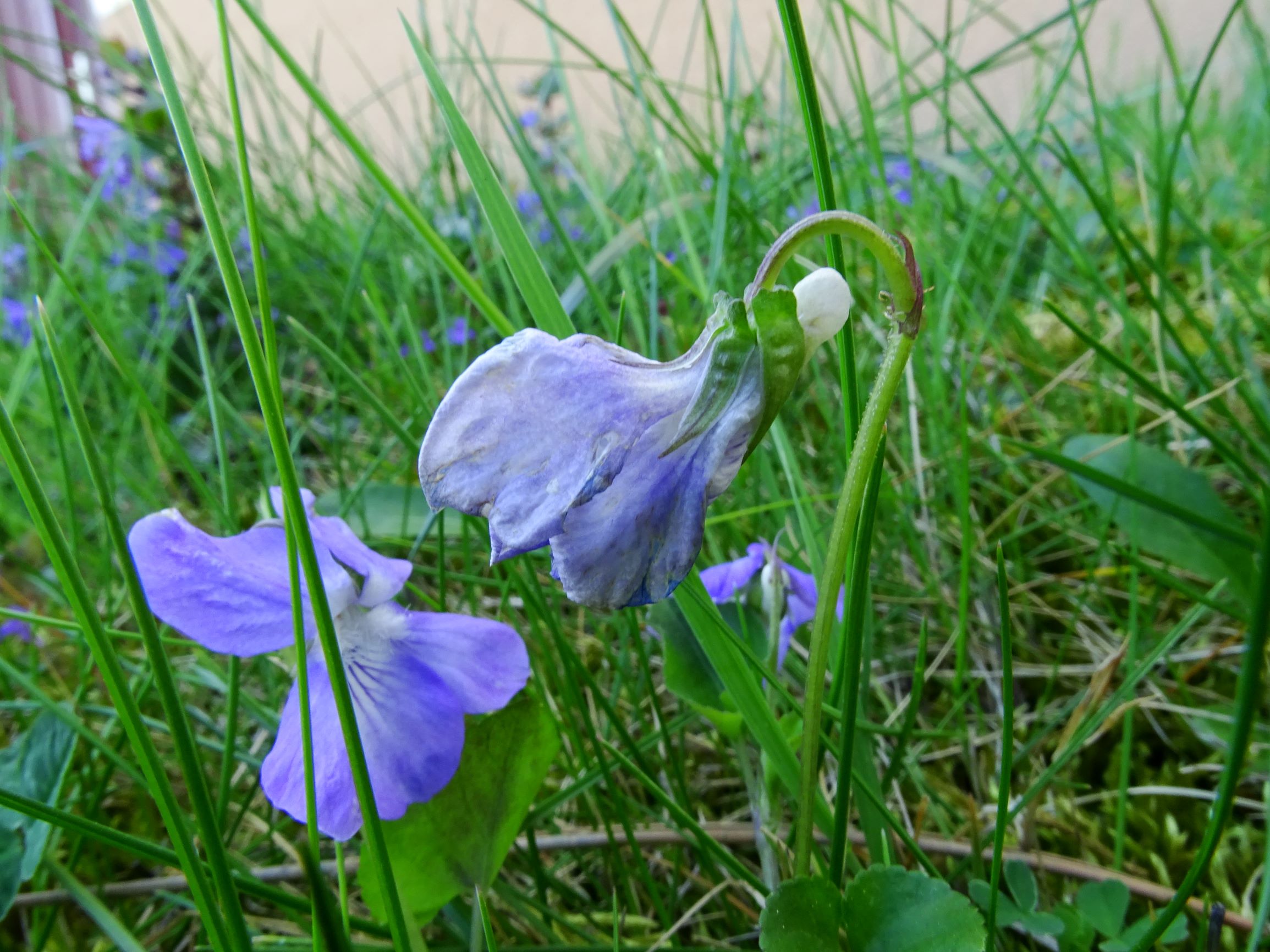 DSC09478 breit viola riviniana.JPG