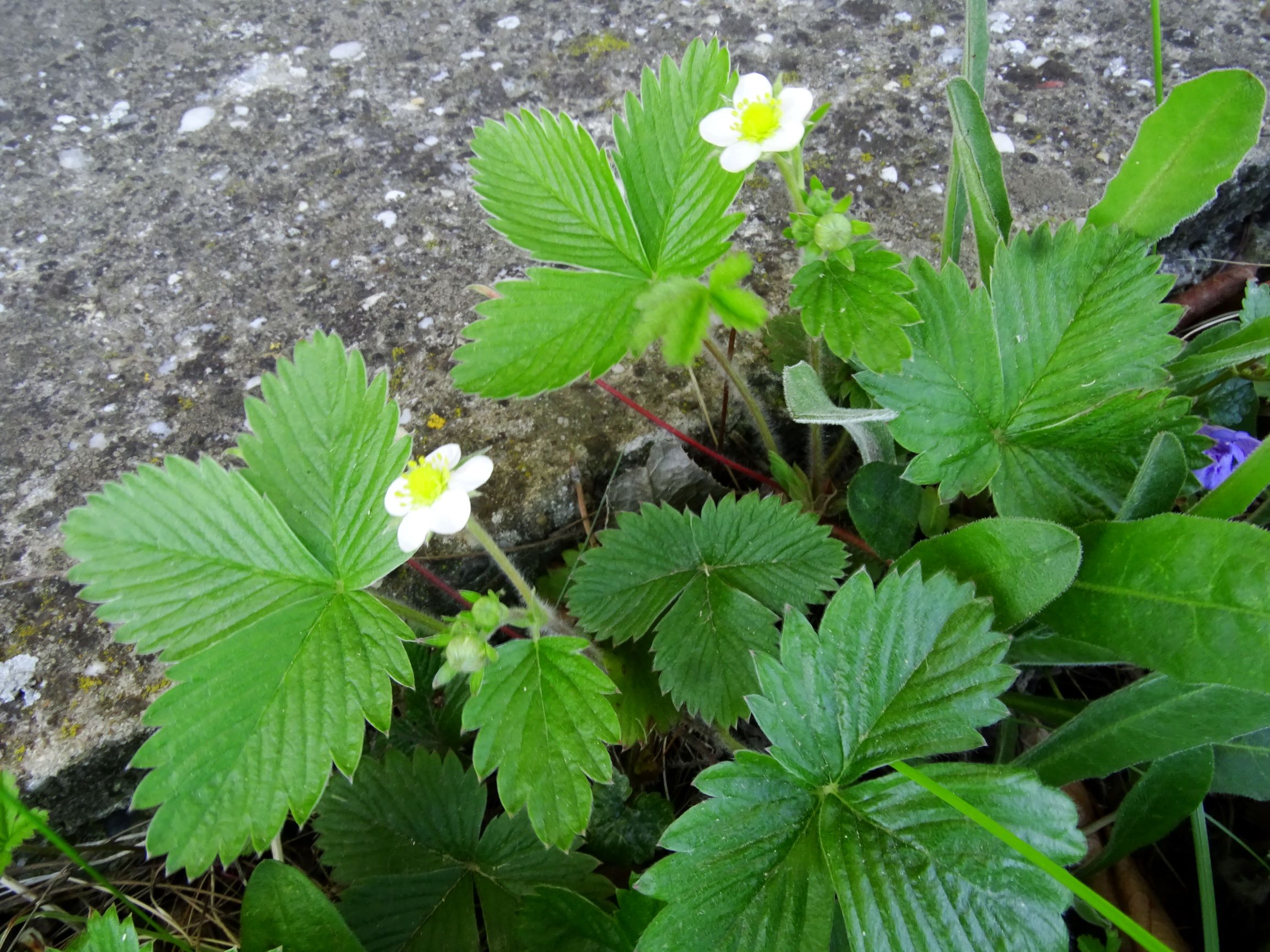 DSC09486 breit fragaria vesca, leontodon hispidus.JPG