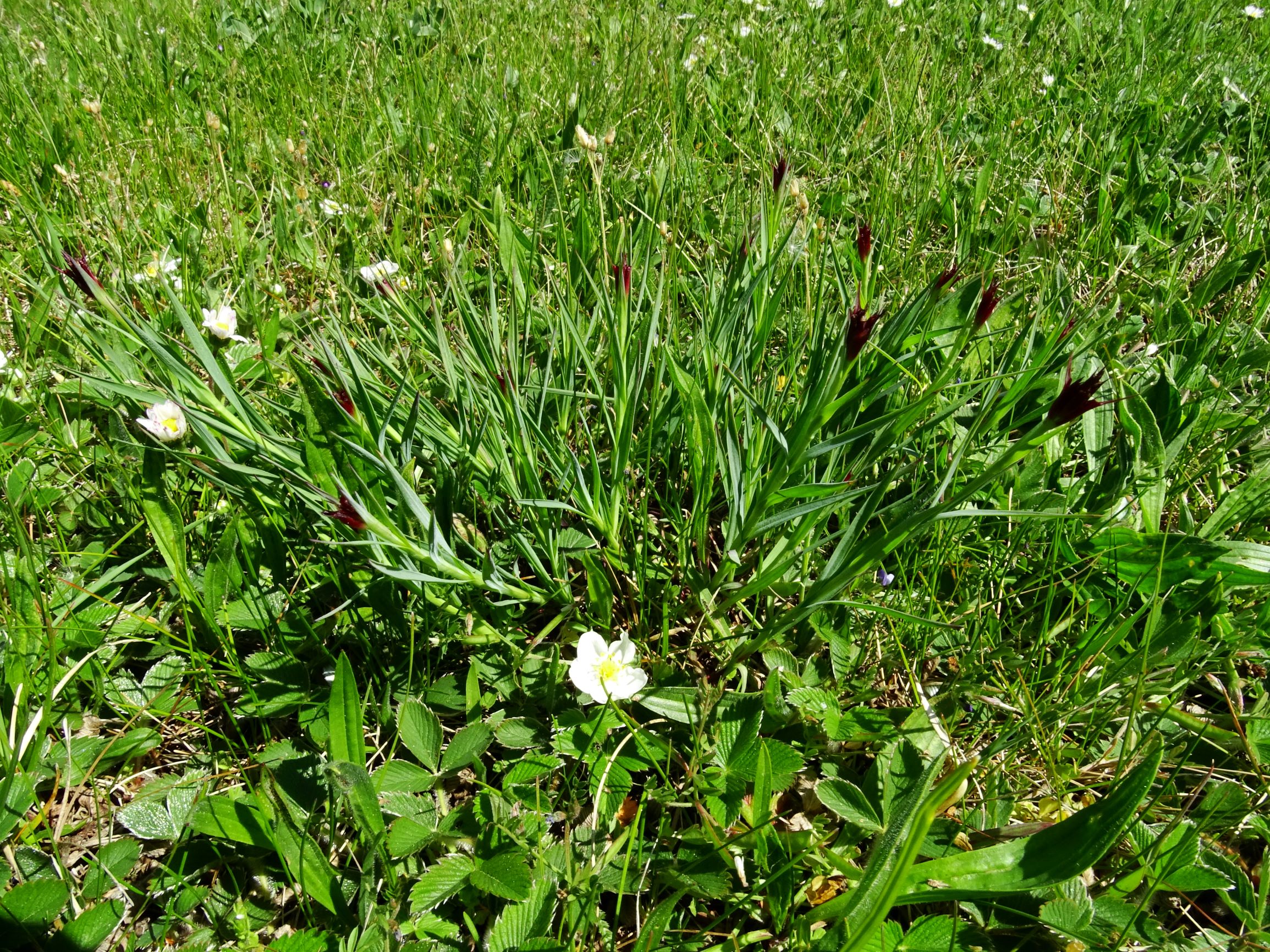 DSC09503 breit dianthus pontederae-carthusianorum, fragaria viridis.JPG