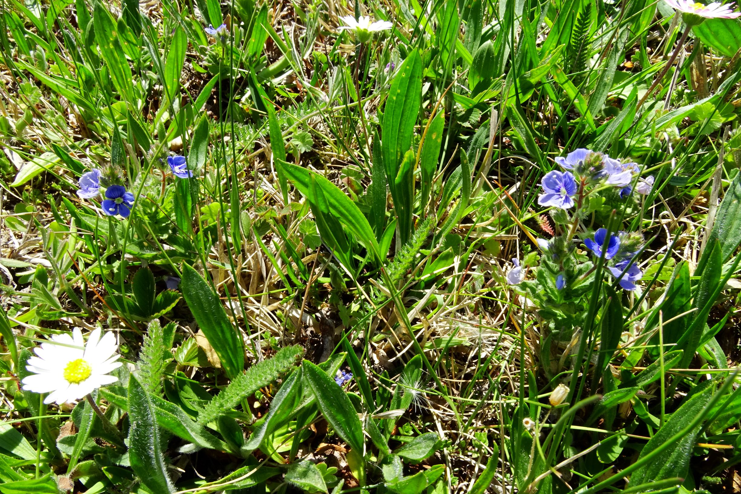 DSC09513 breit veronica cf. vindobonensis.JPG