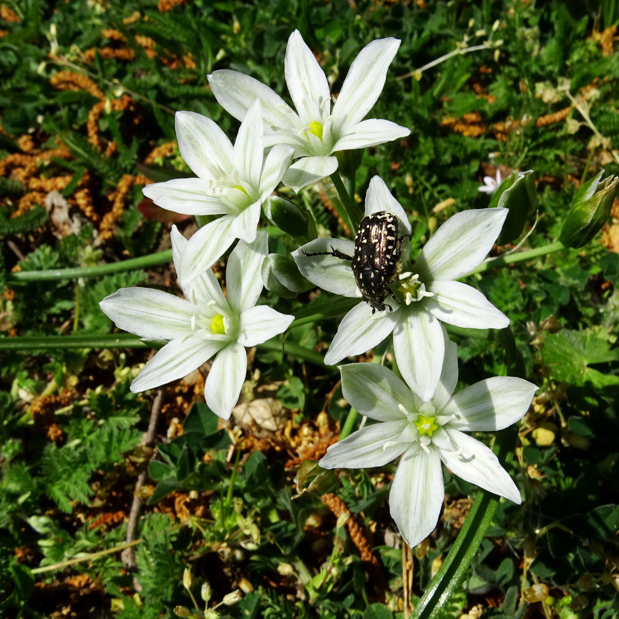 DSC09529 breit ornithogalum kochii.JPG