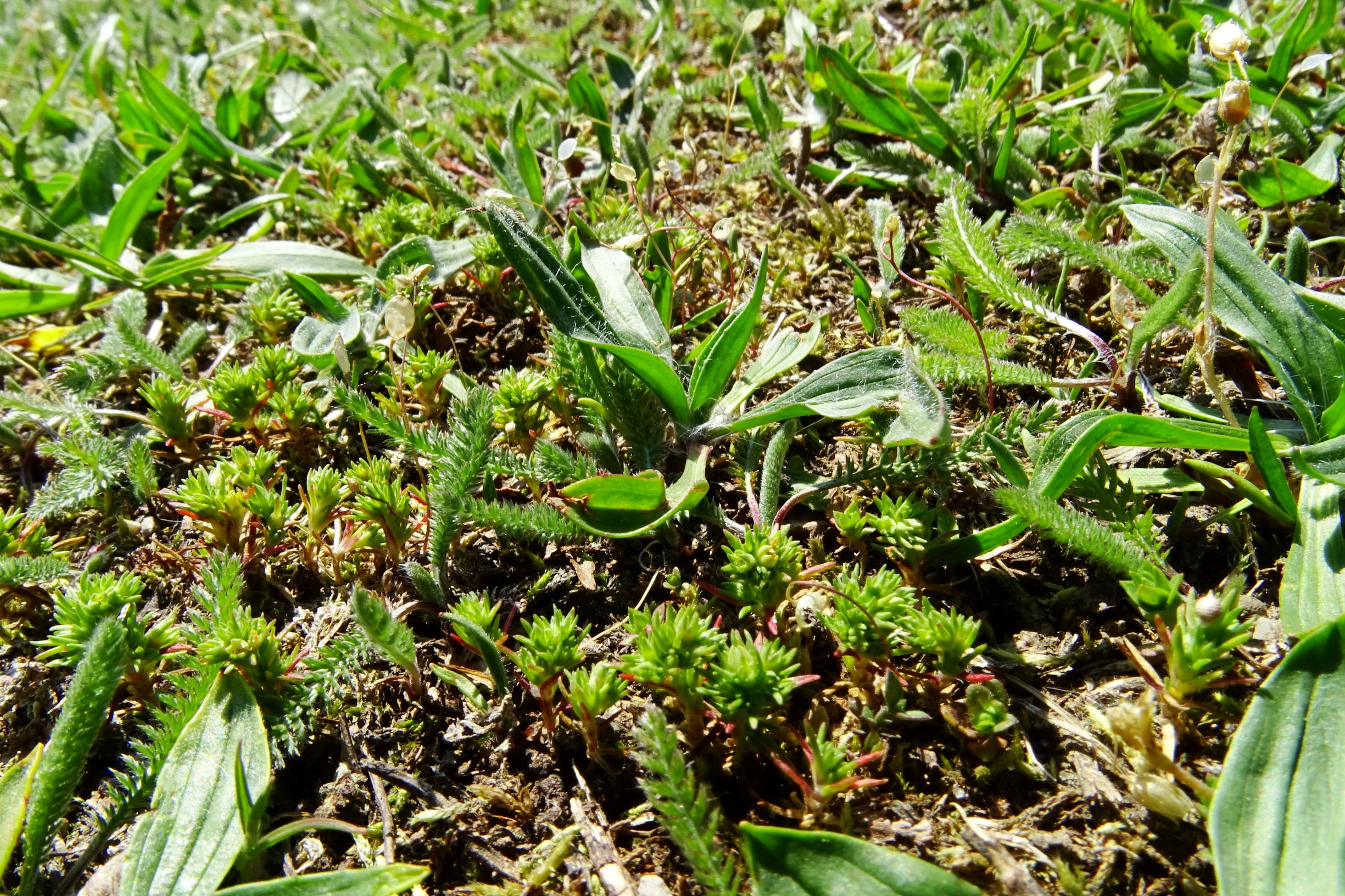 DSC09542 breit scleranthus verticillatus.JPG