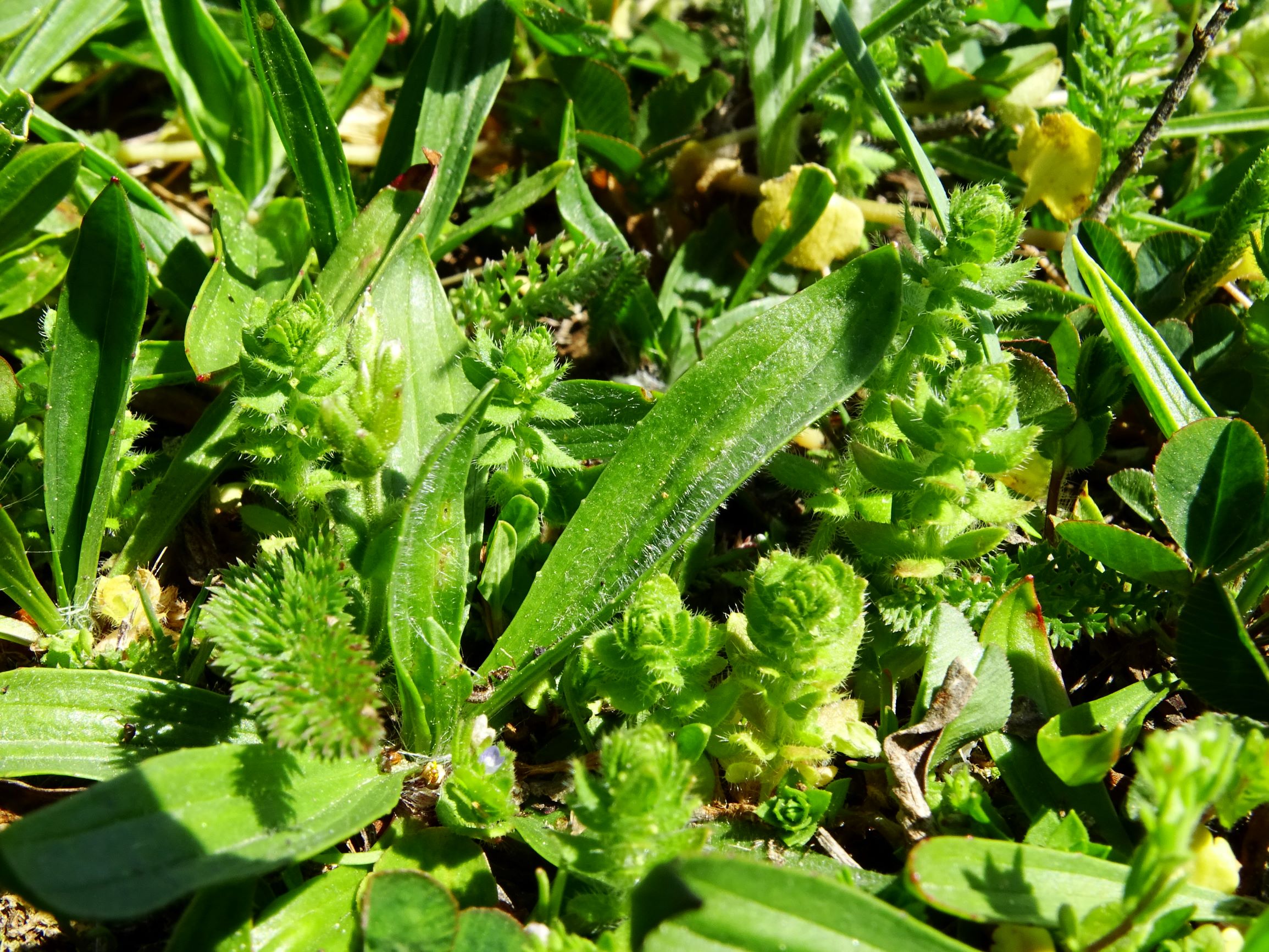 DSC09554 breit cruciata pedemontana.JPG