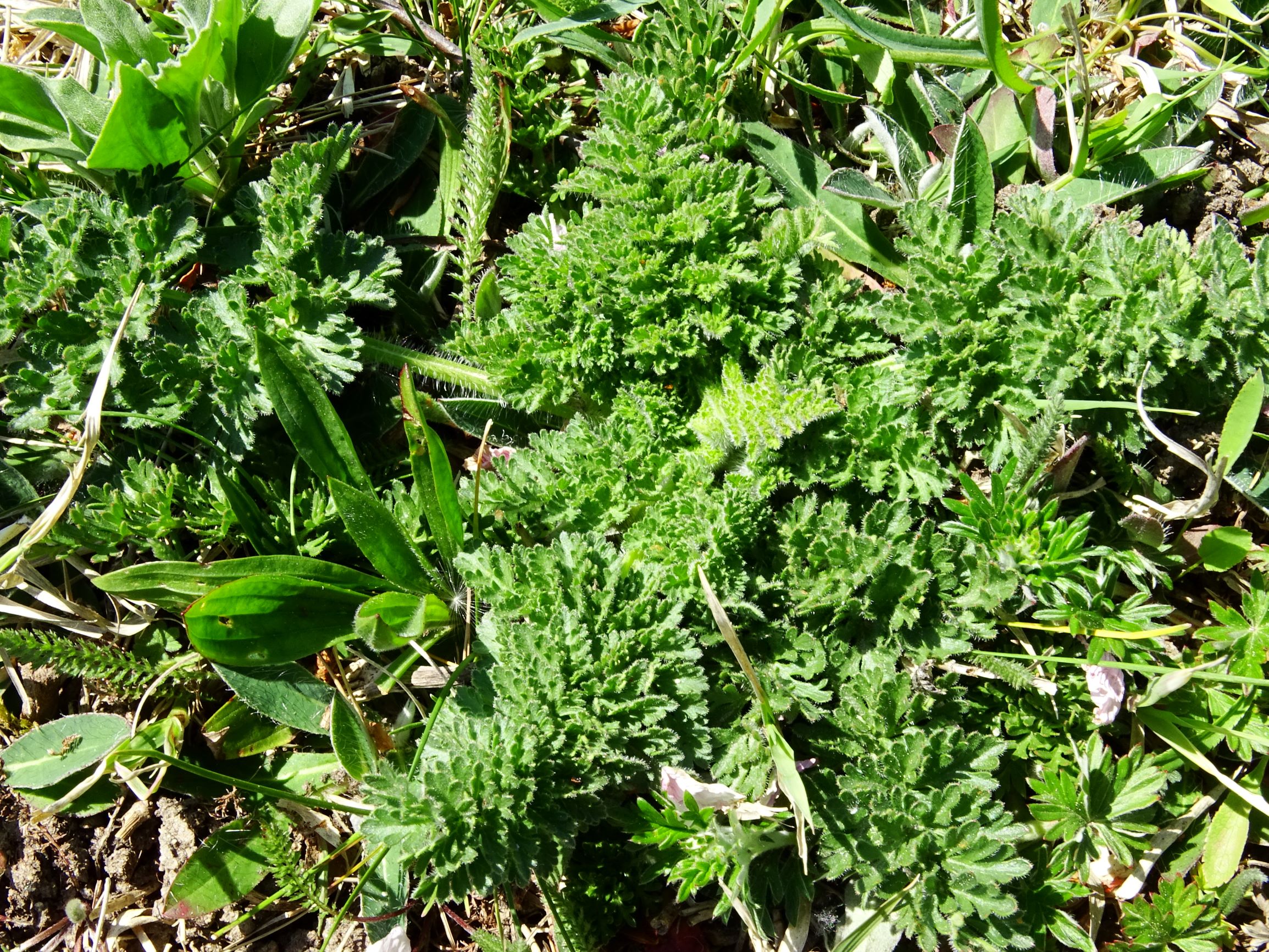 DSC09557 breit daucus carota.JPG