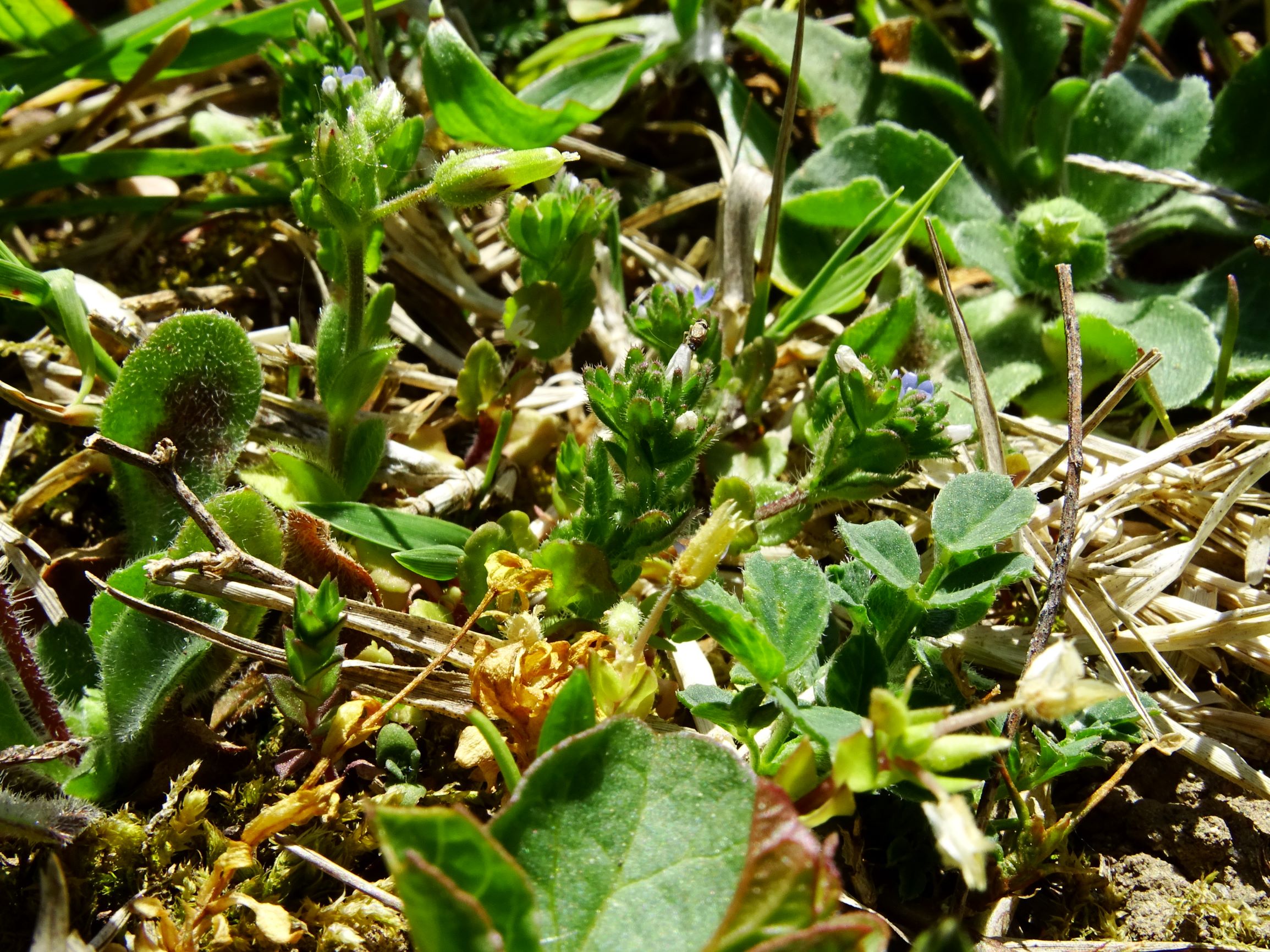 DSC09571 breit veronica arvensis, cerastium pumilum agg. (zymentragblatt hautsaumlos).JPG