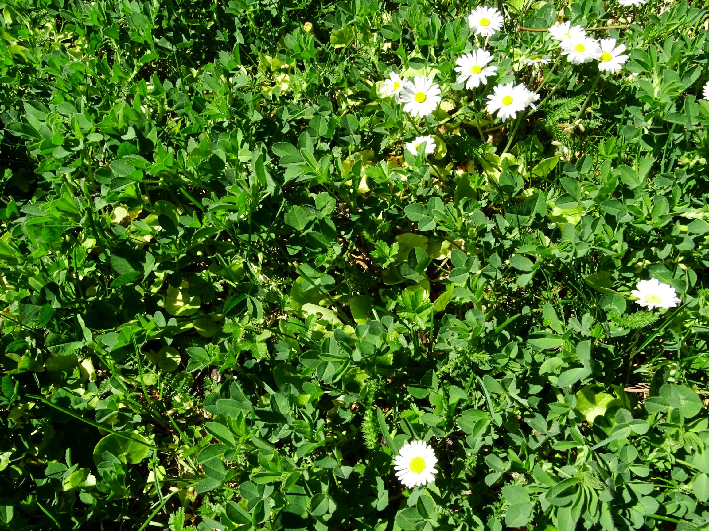 DSC09596 breit ebenda - bellis perennis, trifolium sp..JPG