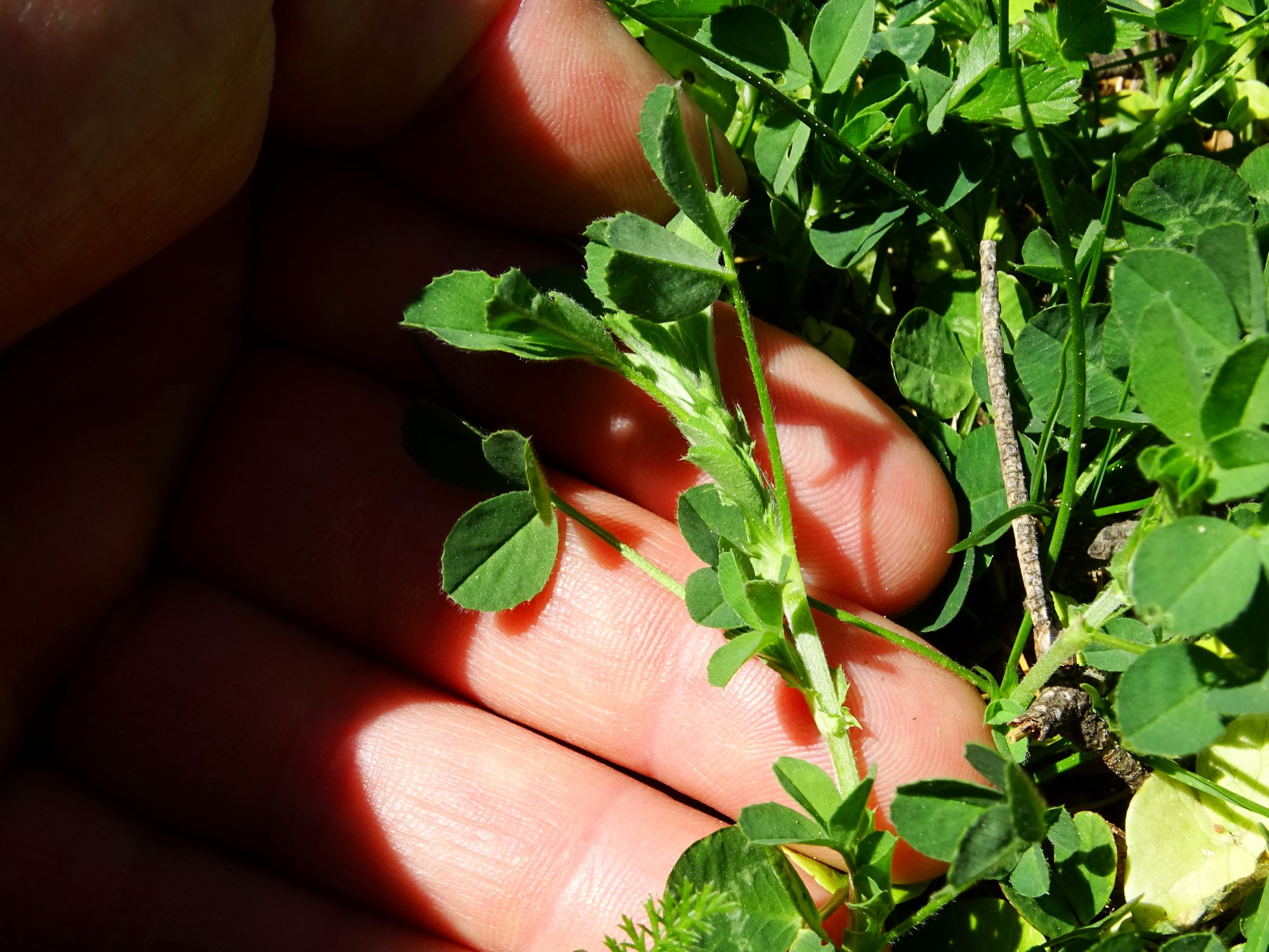 DSC09599 breit dasselbe trifolium.JPG