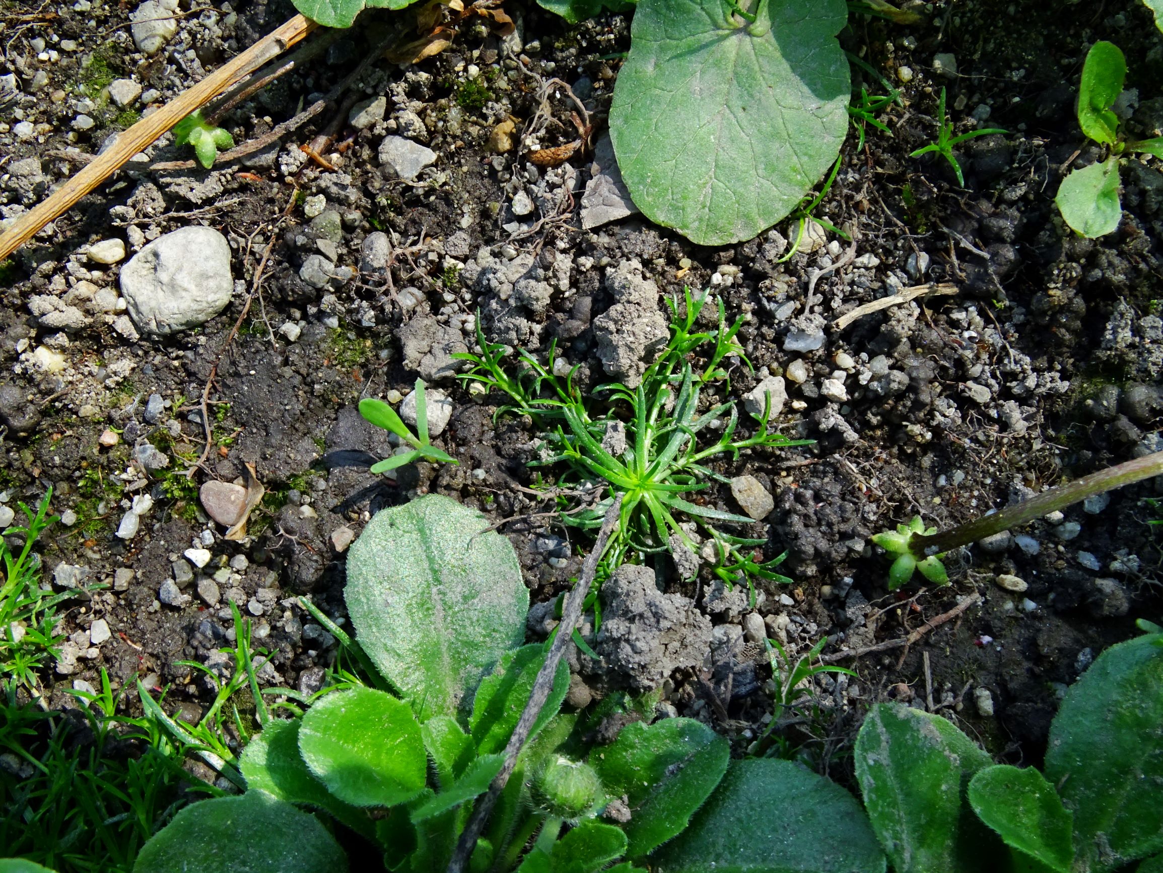 DSC09613 breit sagina procumbens, bellis perennis etc..JPG