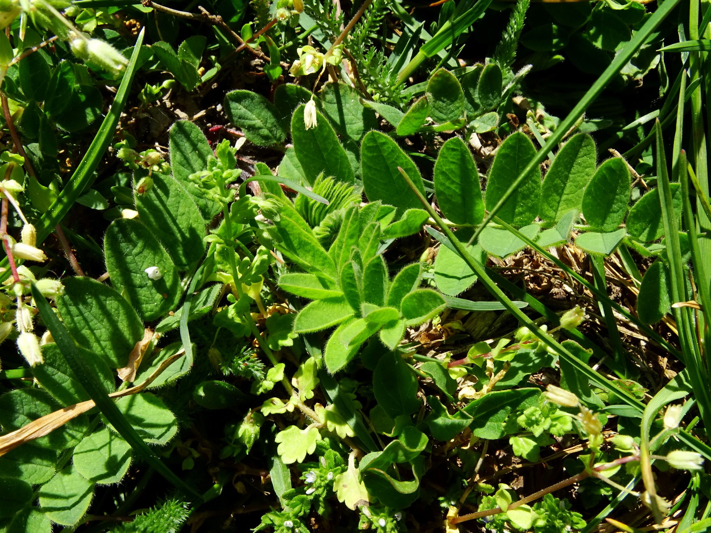 DSC09635 breit cf. astragalus cicer, veronica arvensis.JPG