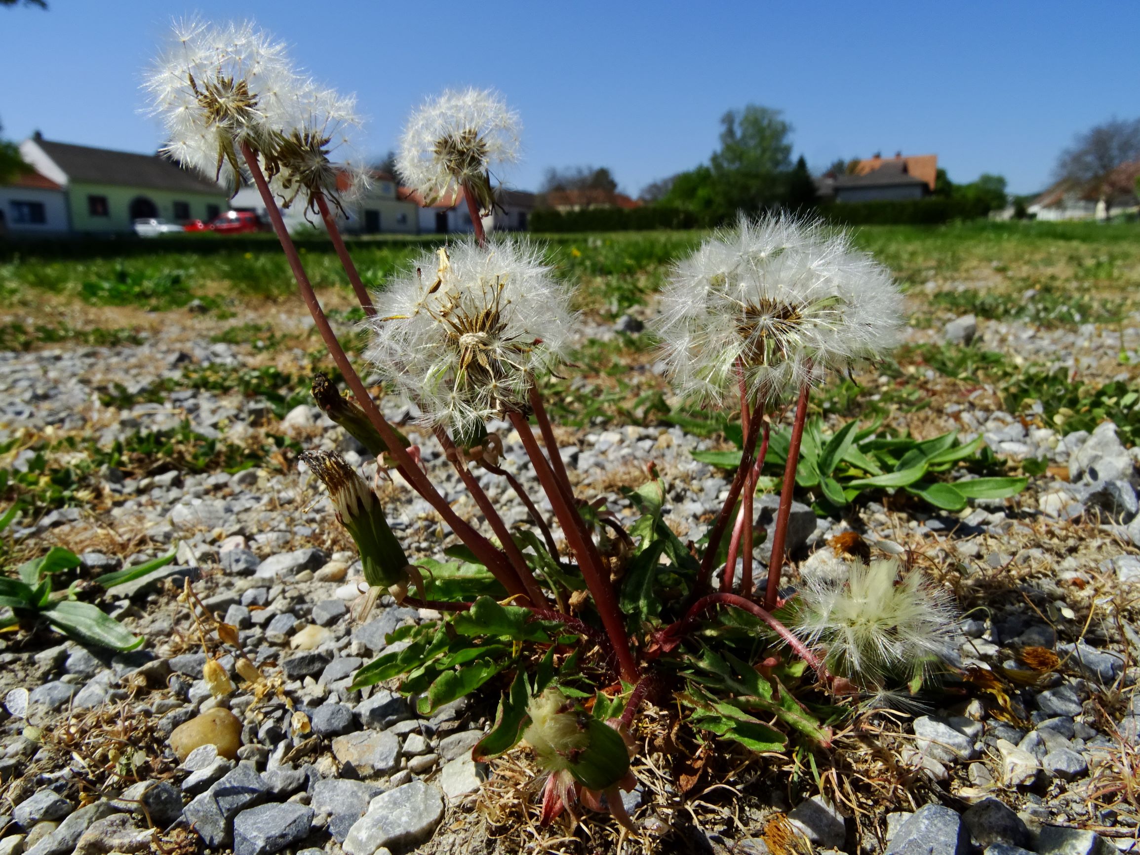 DSC09637 breit taraxacum sp..JPG