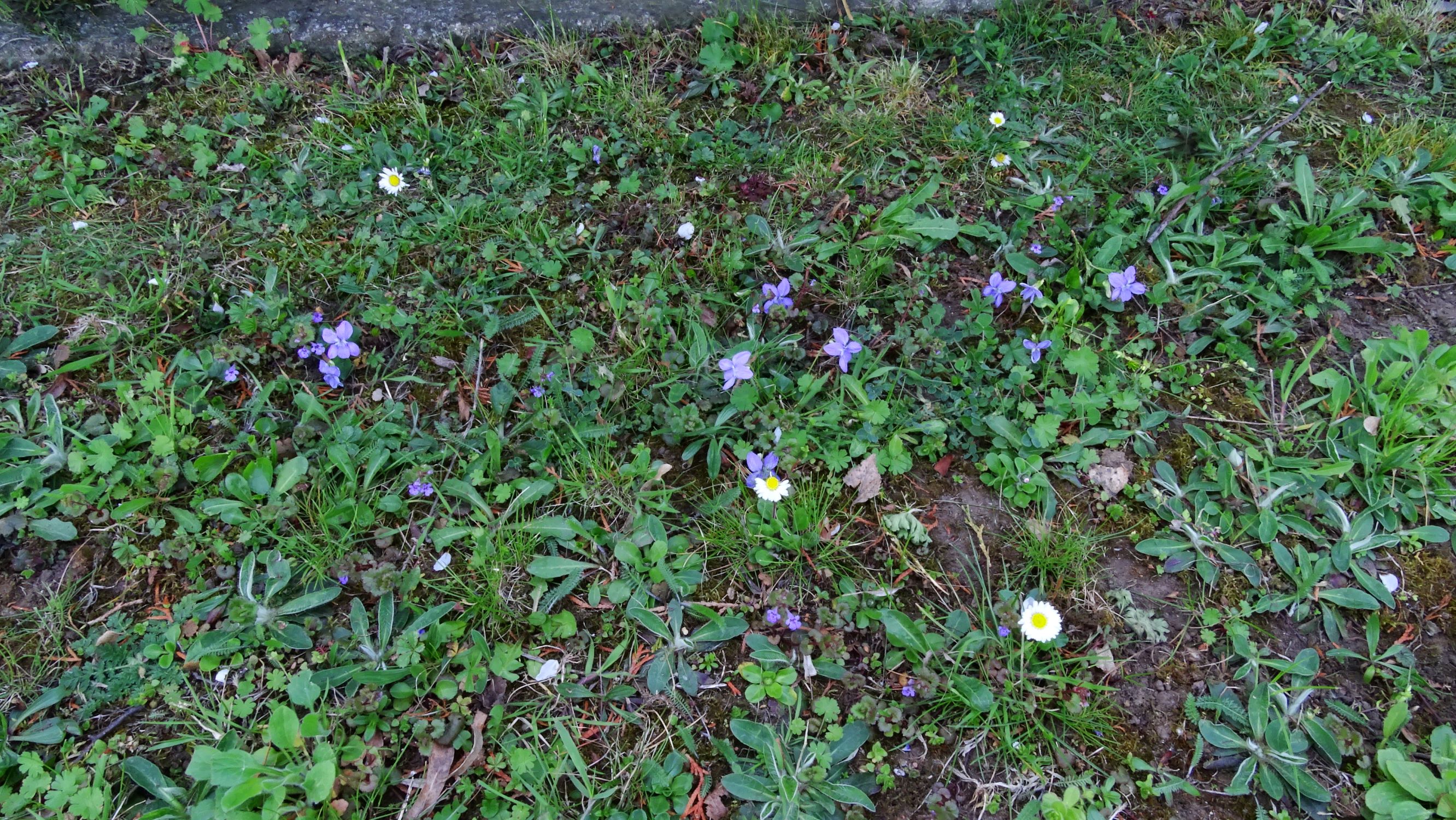 DSC09646 breit viola riviniana.JPG