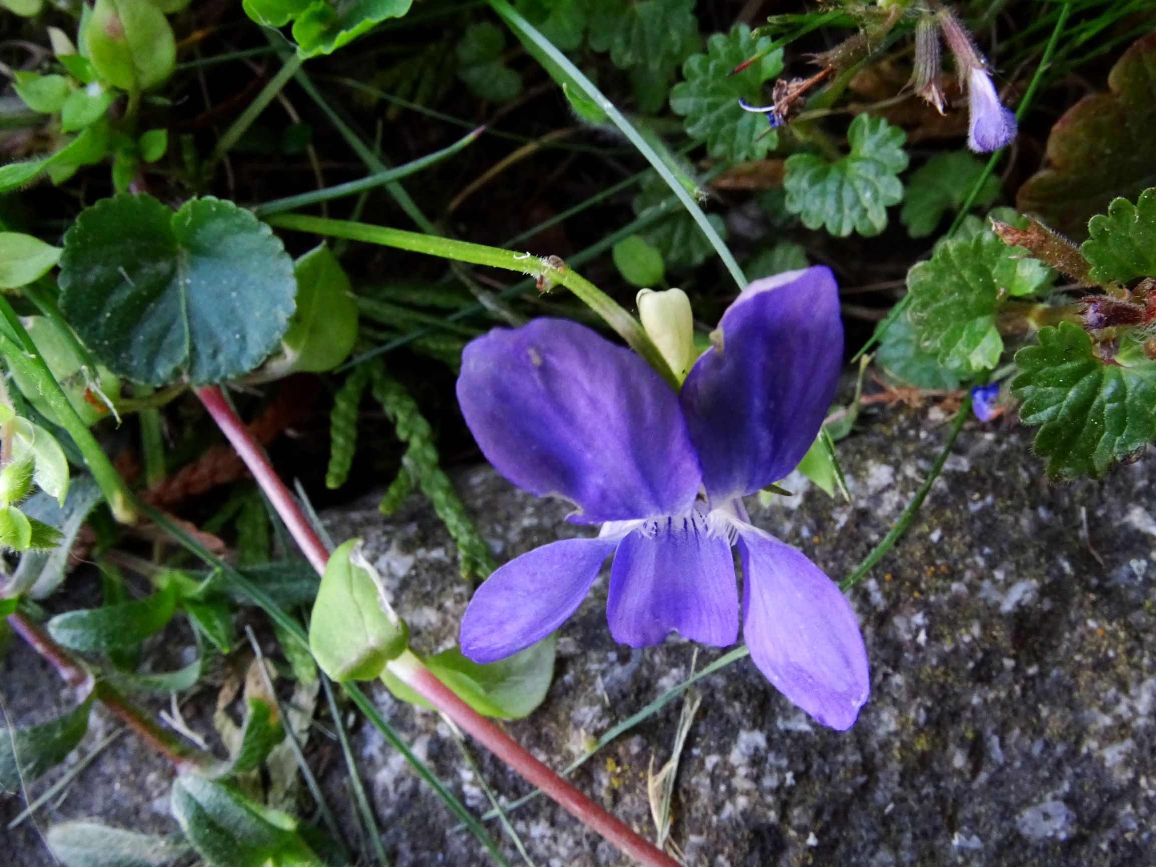 DSC09659 breit viola riviniana.JPG