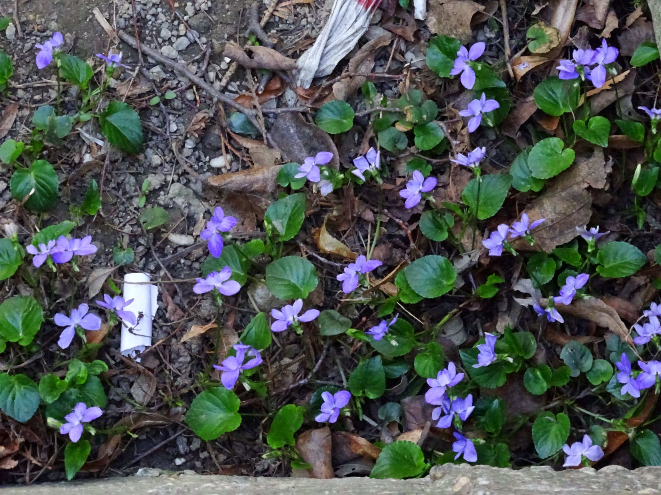 DSC09662 breit viola riviniana.JPG