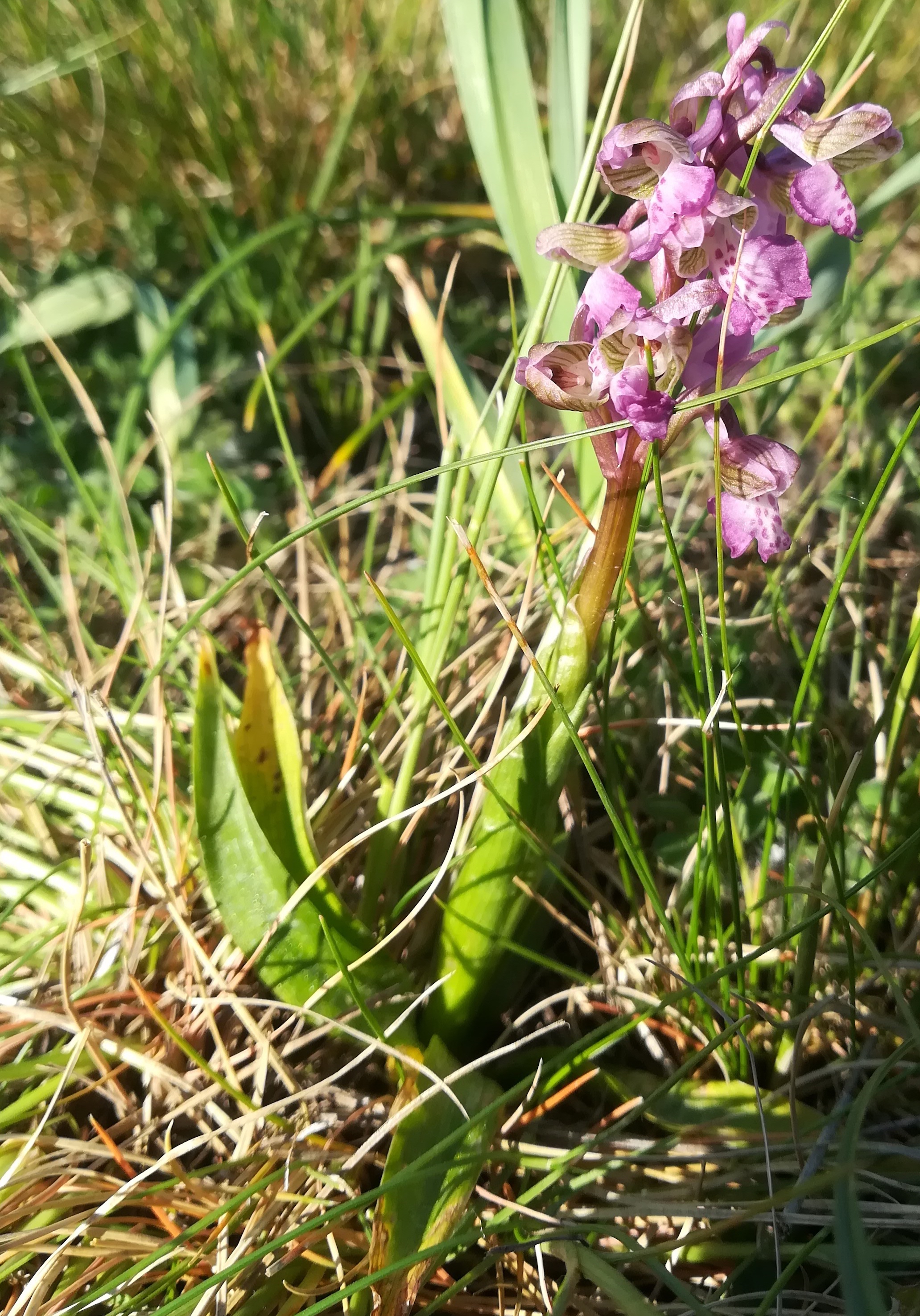 anacamptis morio fuchshäufel lobau_20200423_163545.jpg