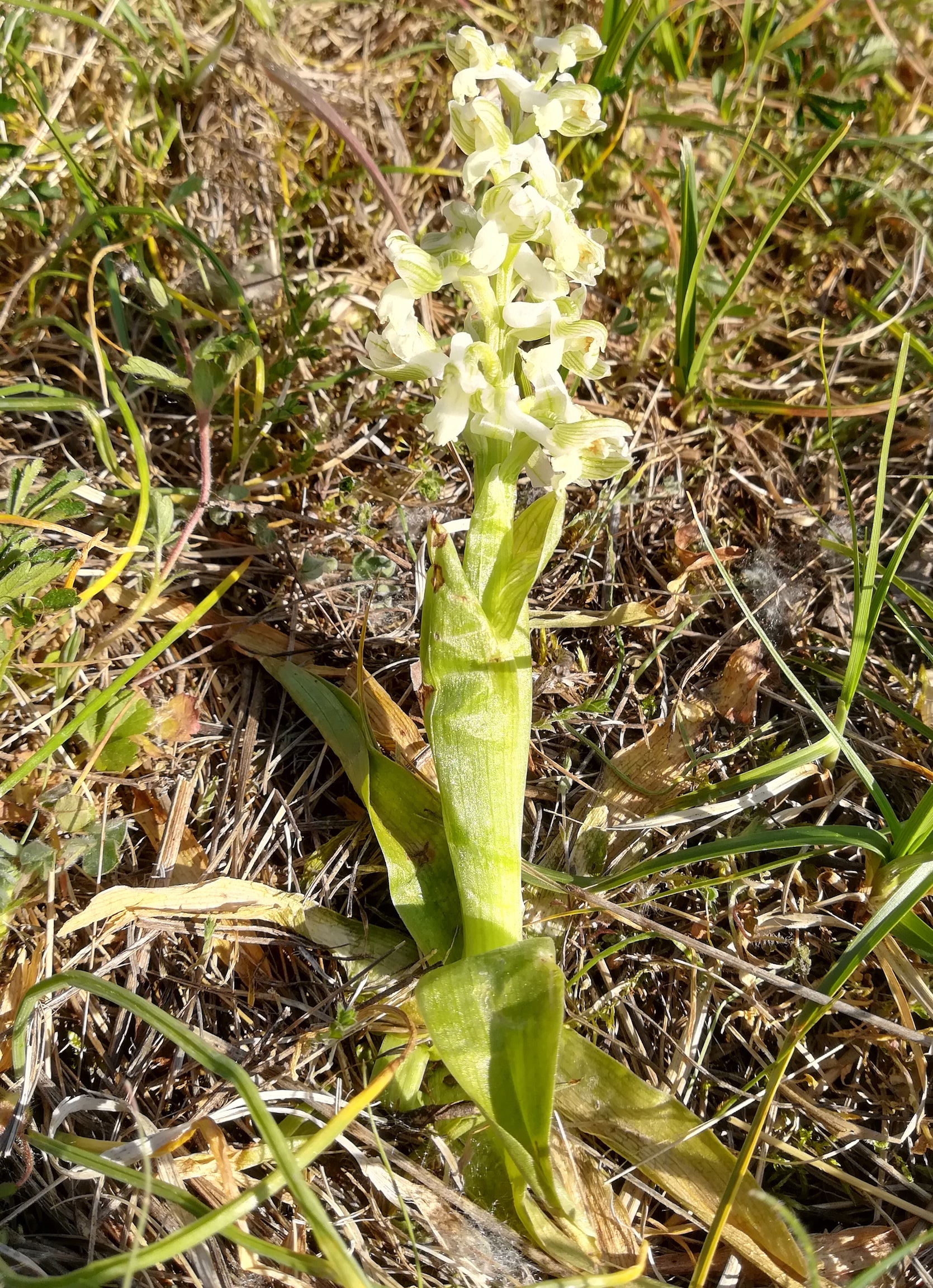 anacamptis morio fuchshäufel lobau_20200423_164147.jpg