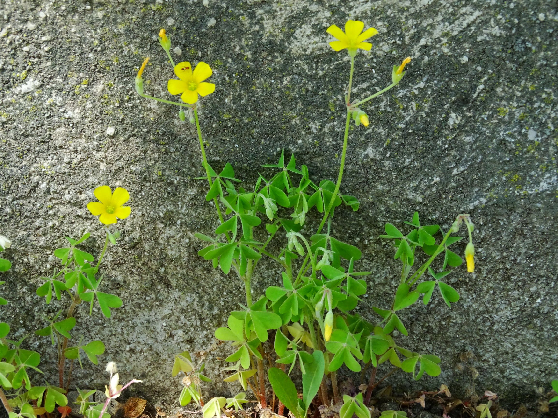 DSC00312 breit oxalis dillenii.JPG