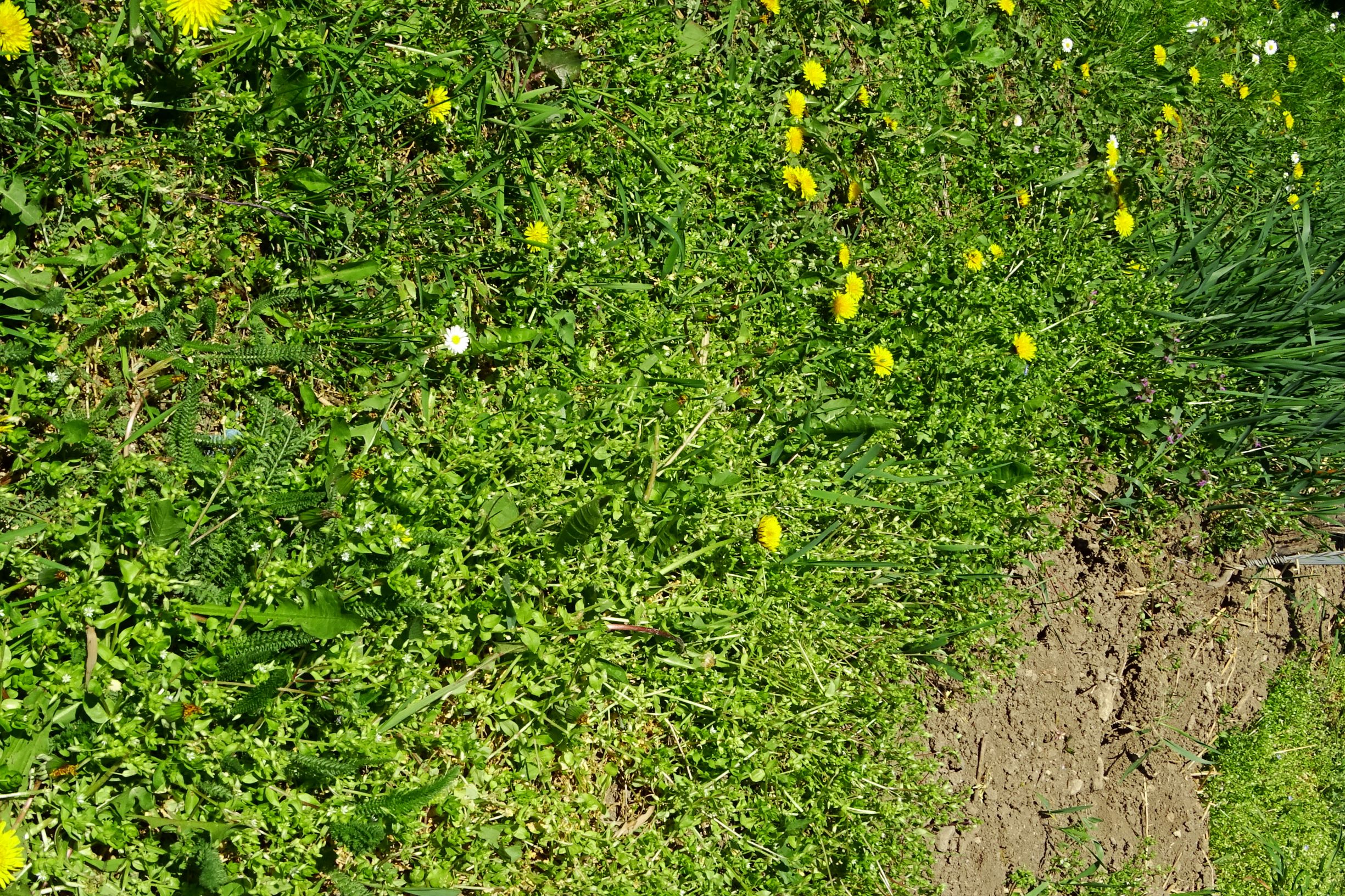 DSC00326 breit stellaria pallida+ruderalis.JPG