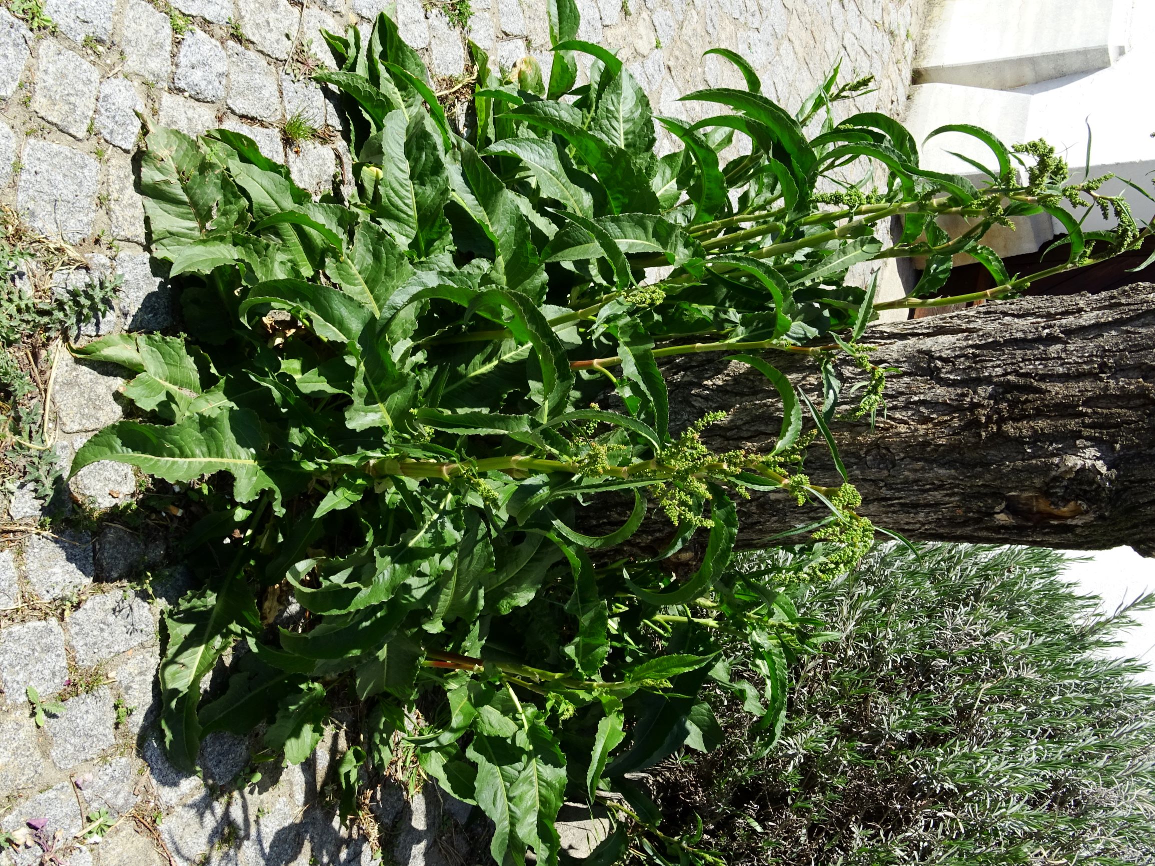 DSC00336 breit rumex patientia.JPG