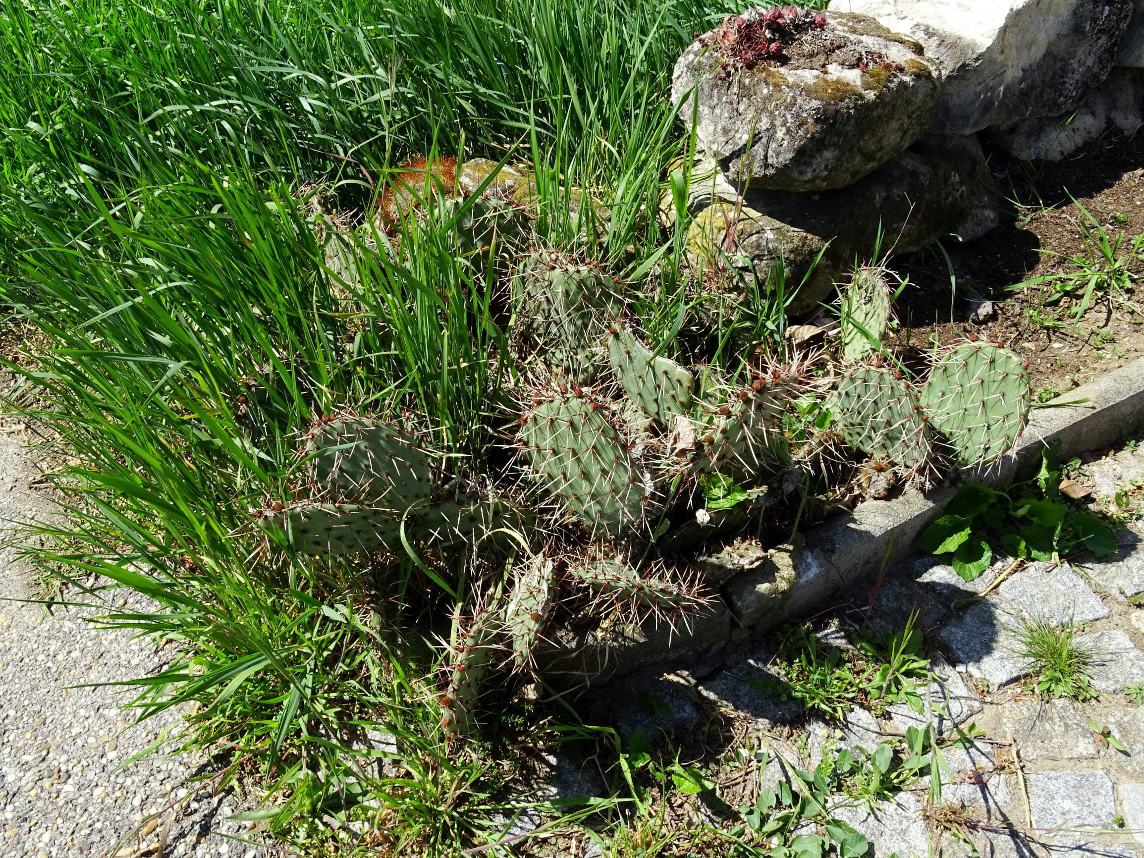 DSC00337 breit opuntia sp. (kult.).JPG