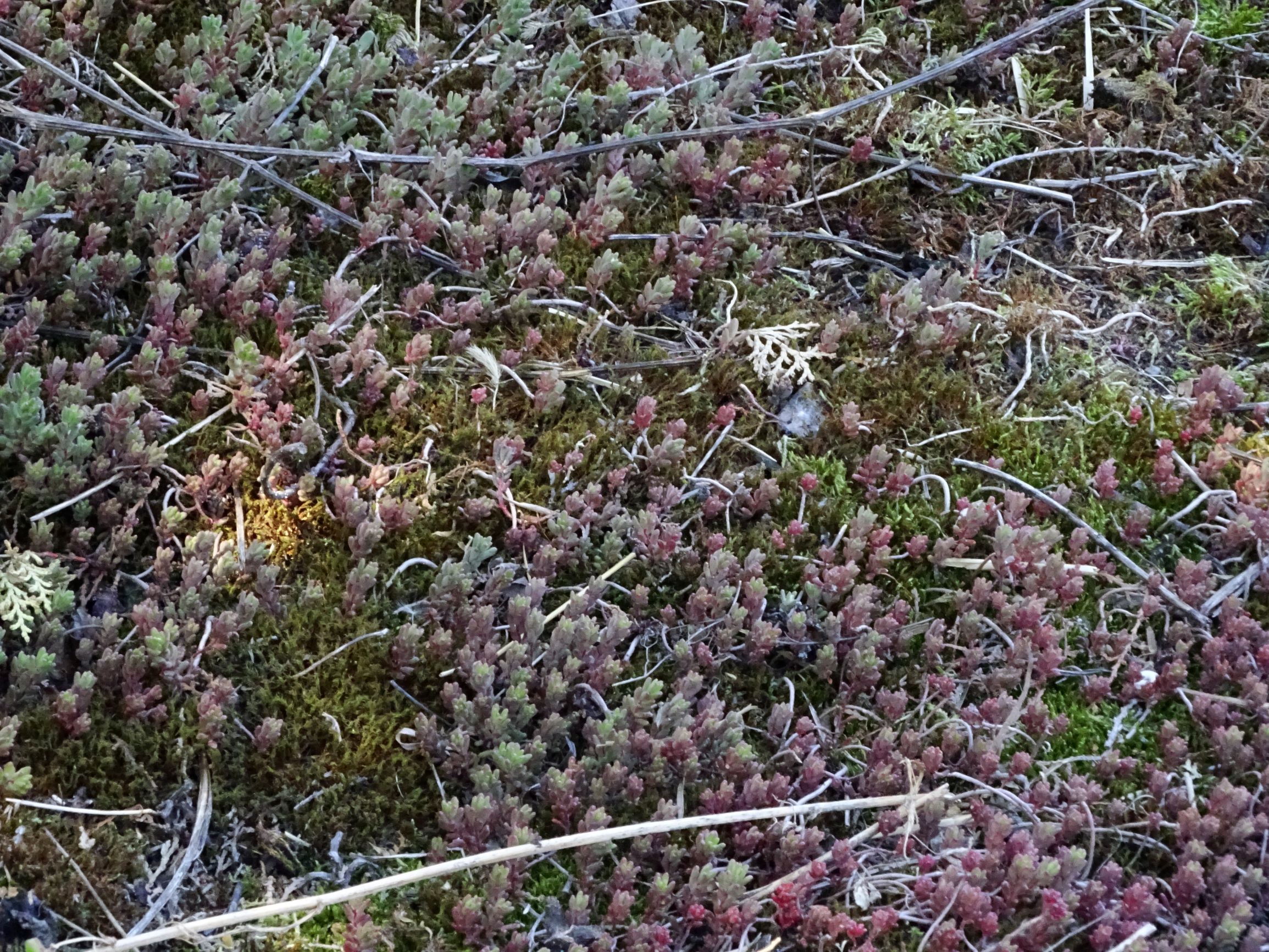 DSC00339 sedum cf. hispanicum.JPG