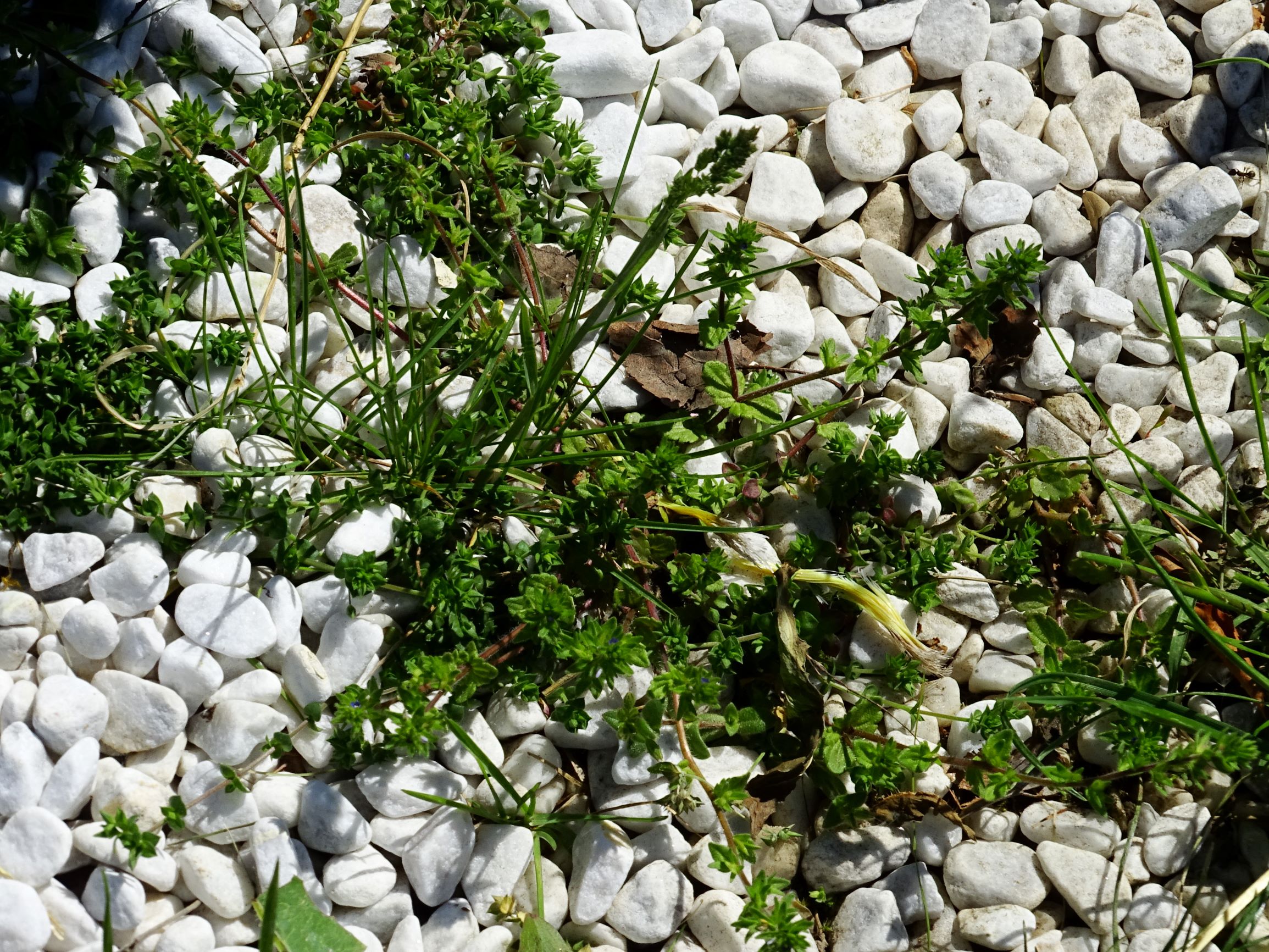 DSC00347 breit vaeronica arvensis, poa angustifolia, arenaria serpyllifolia s.str..JPG