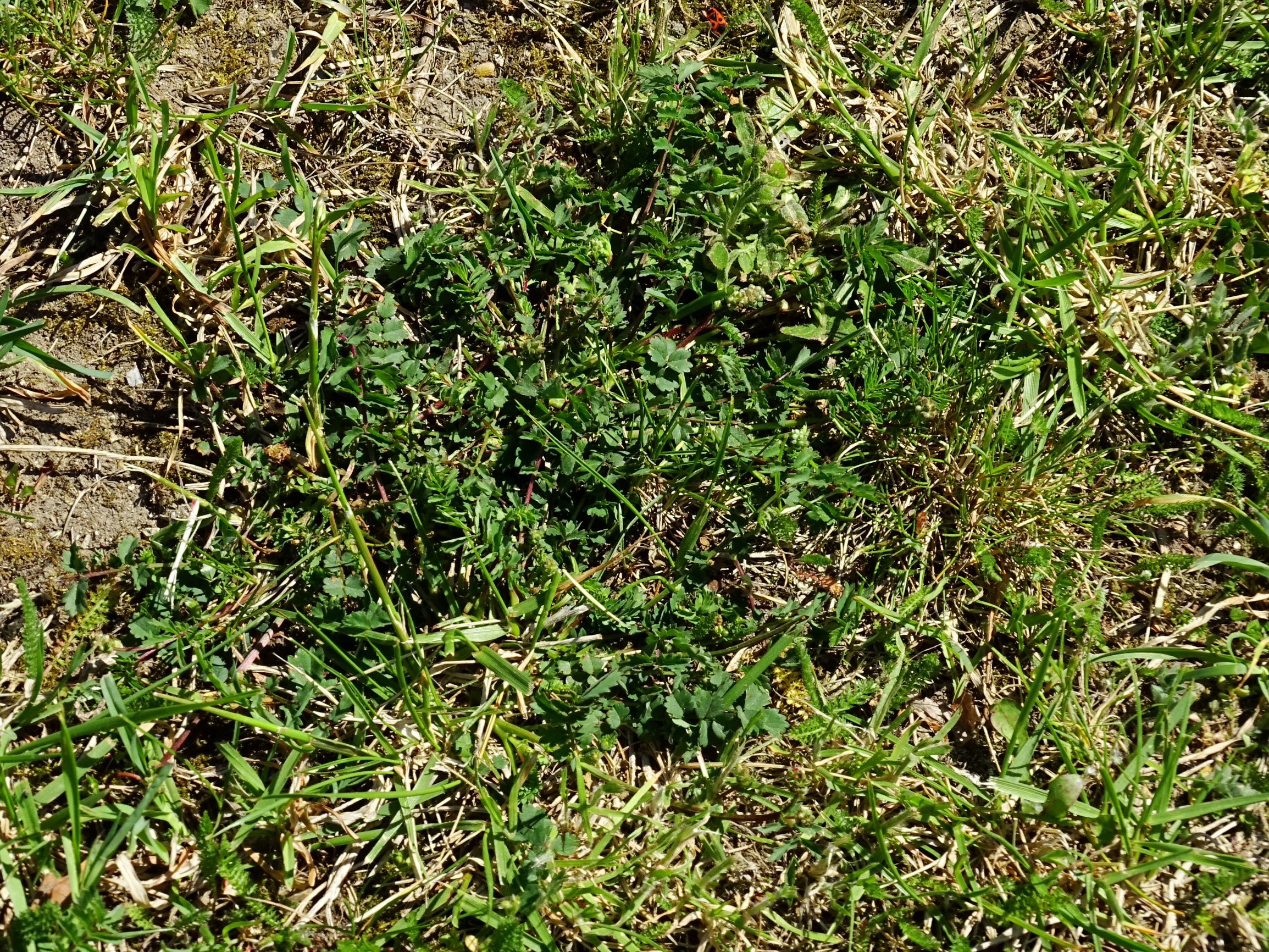 DSC00348 breit sanguisorba minor, poa cf. compressa.JPG