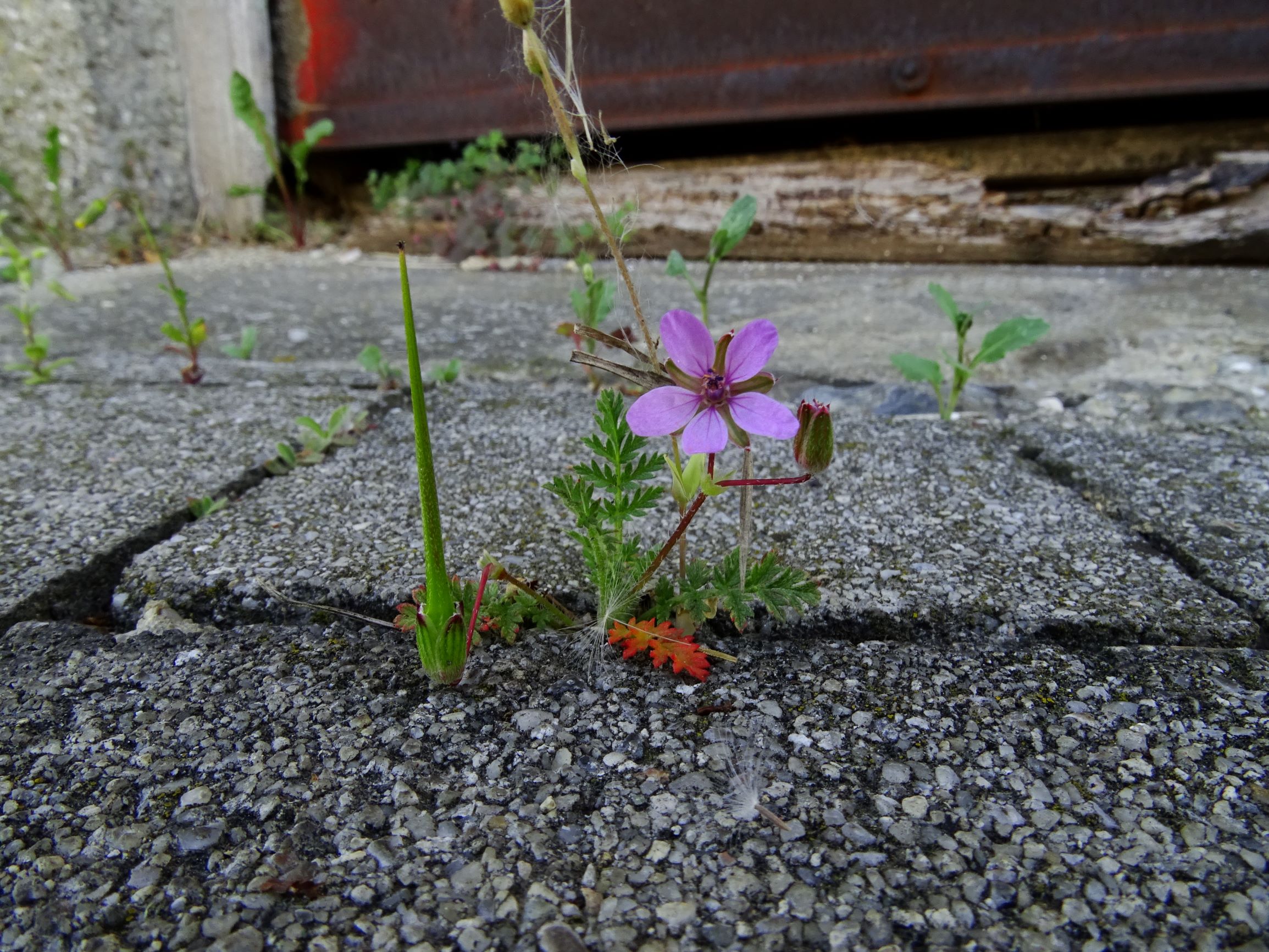 DSC00359 breit erodium cicutarium.JPG