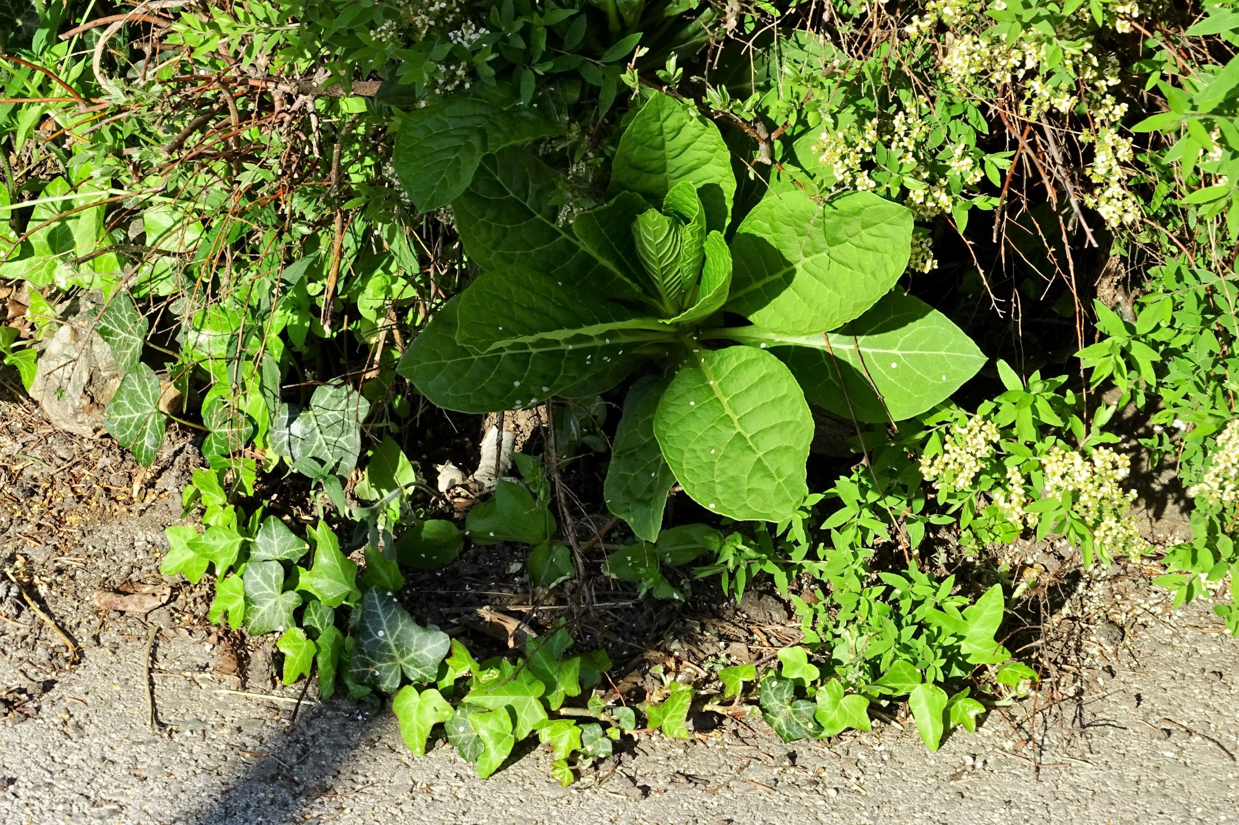 DSC00374 breit phytolacca acinosa.JPG