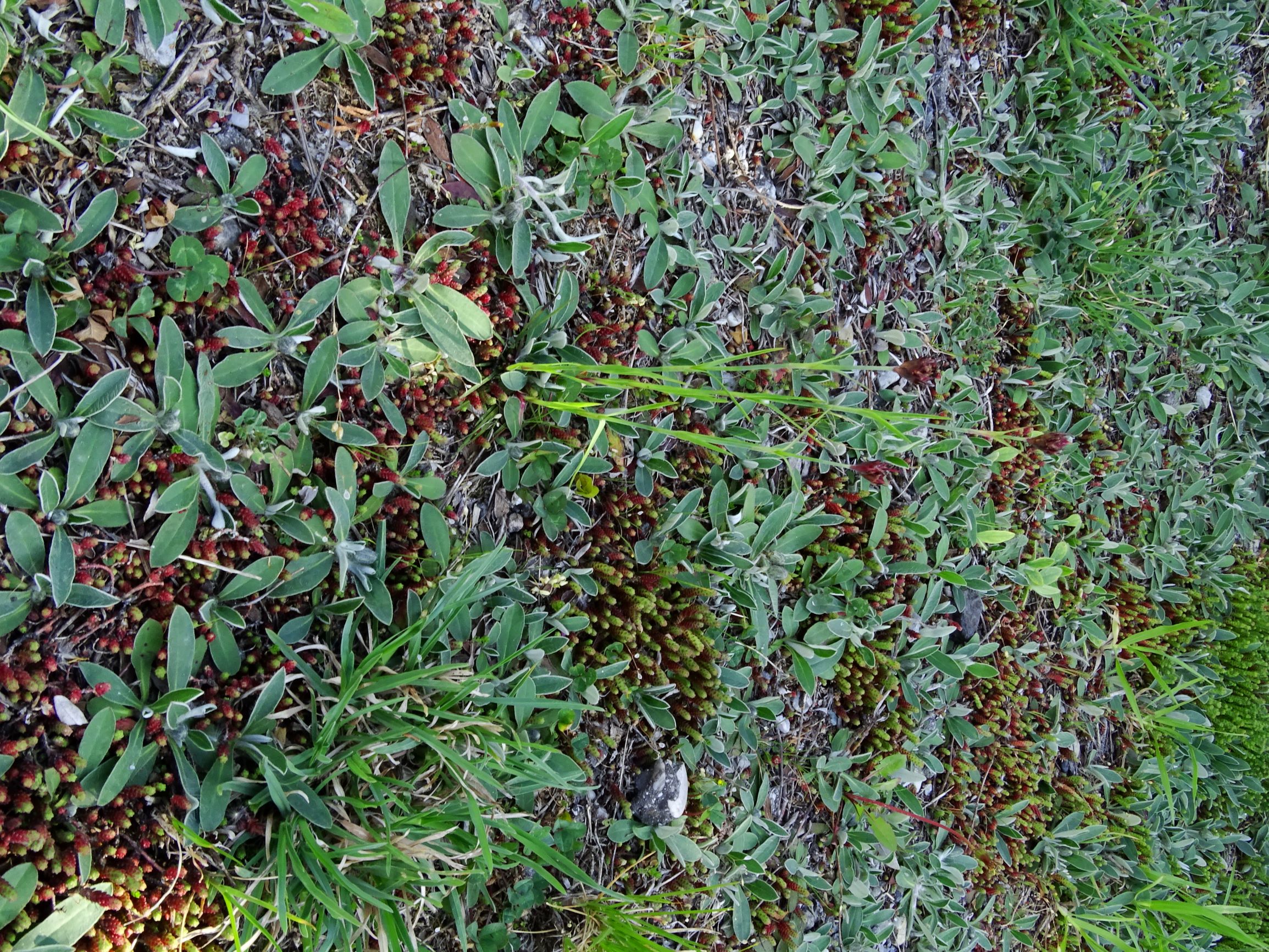 DSC00515 breit dianthus cf. pontederae, hieracium pilosella, sedum acre.JPG