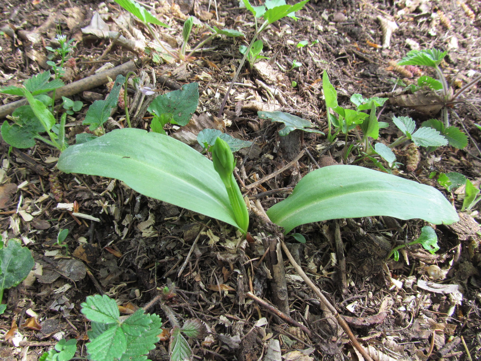 IMG_9253 Platanthera chloranta, Schönbühel.JPG