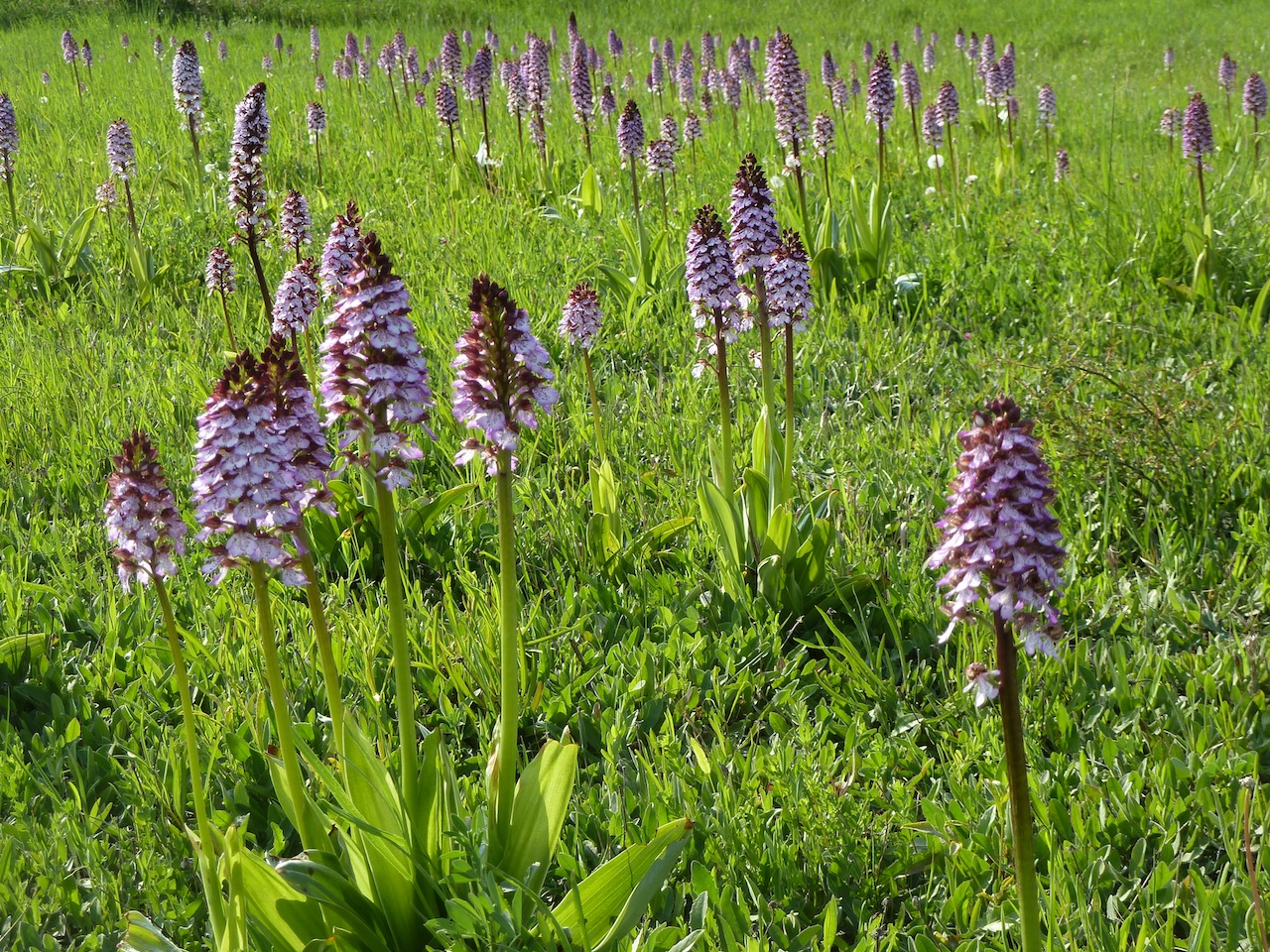 Orchis purpurea Donnerskirchen 24.04.2014 M.Beisenherz.JPG