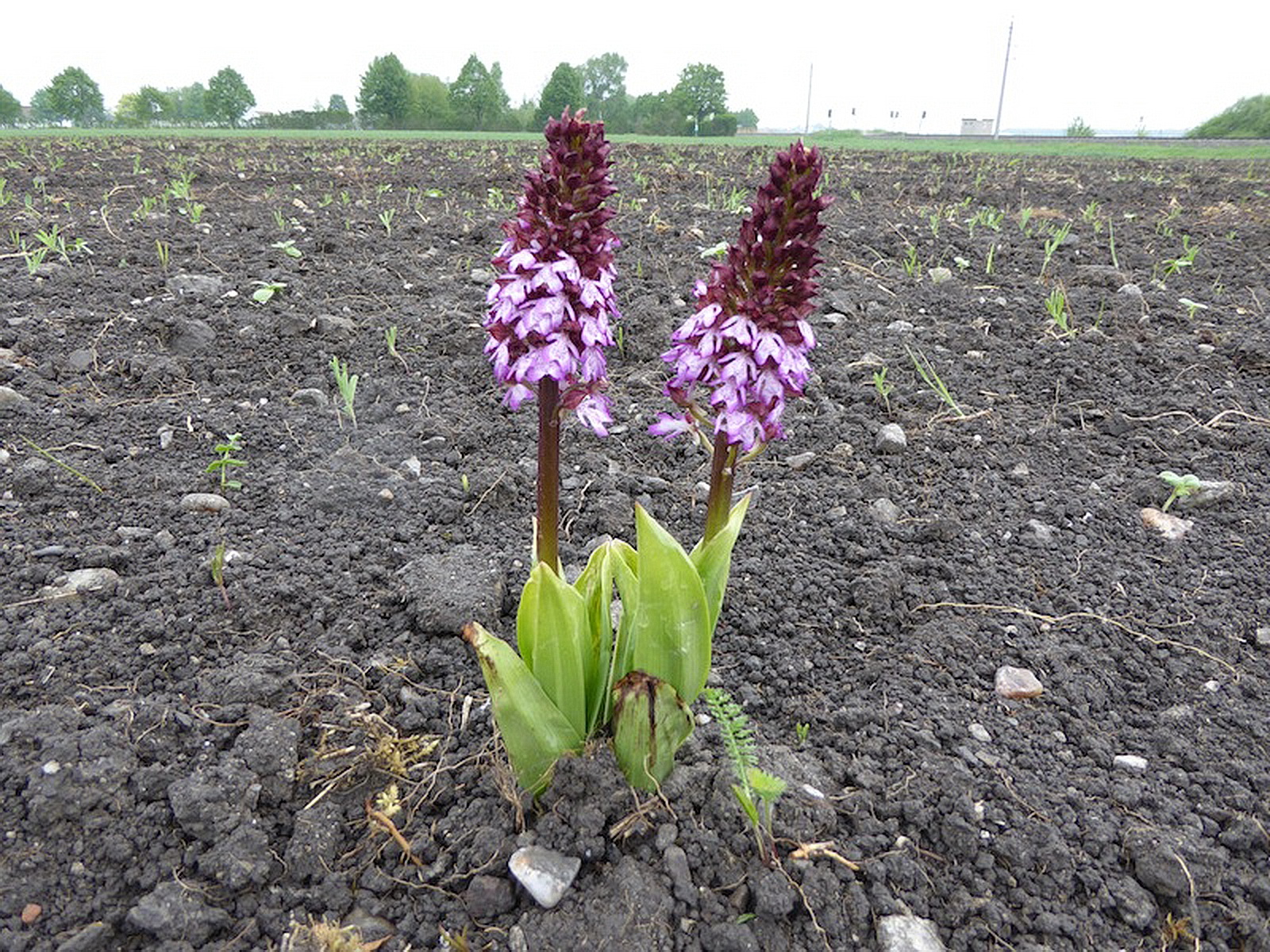 selber Standort ein Jahr später 03.05.2015 M.Beisenherz.JPG