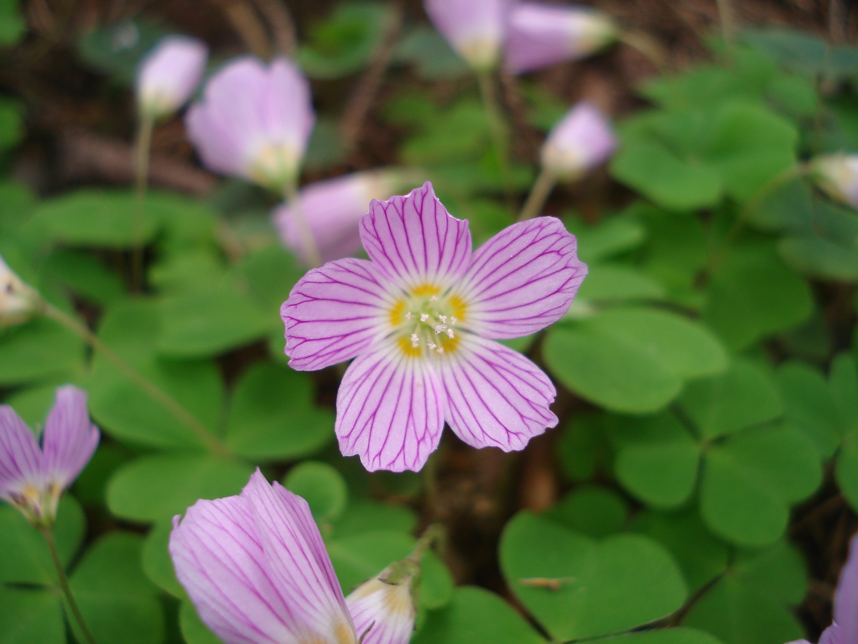 Oxalis.acetosella.fo.rosea.O-Tir.-Lienz .Isel-Zubach.JPG