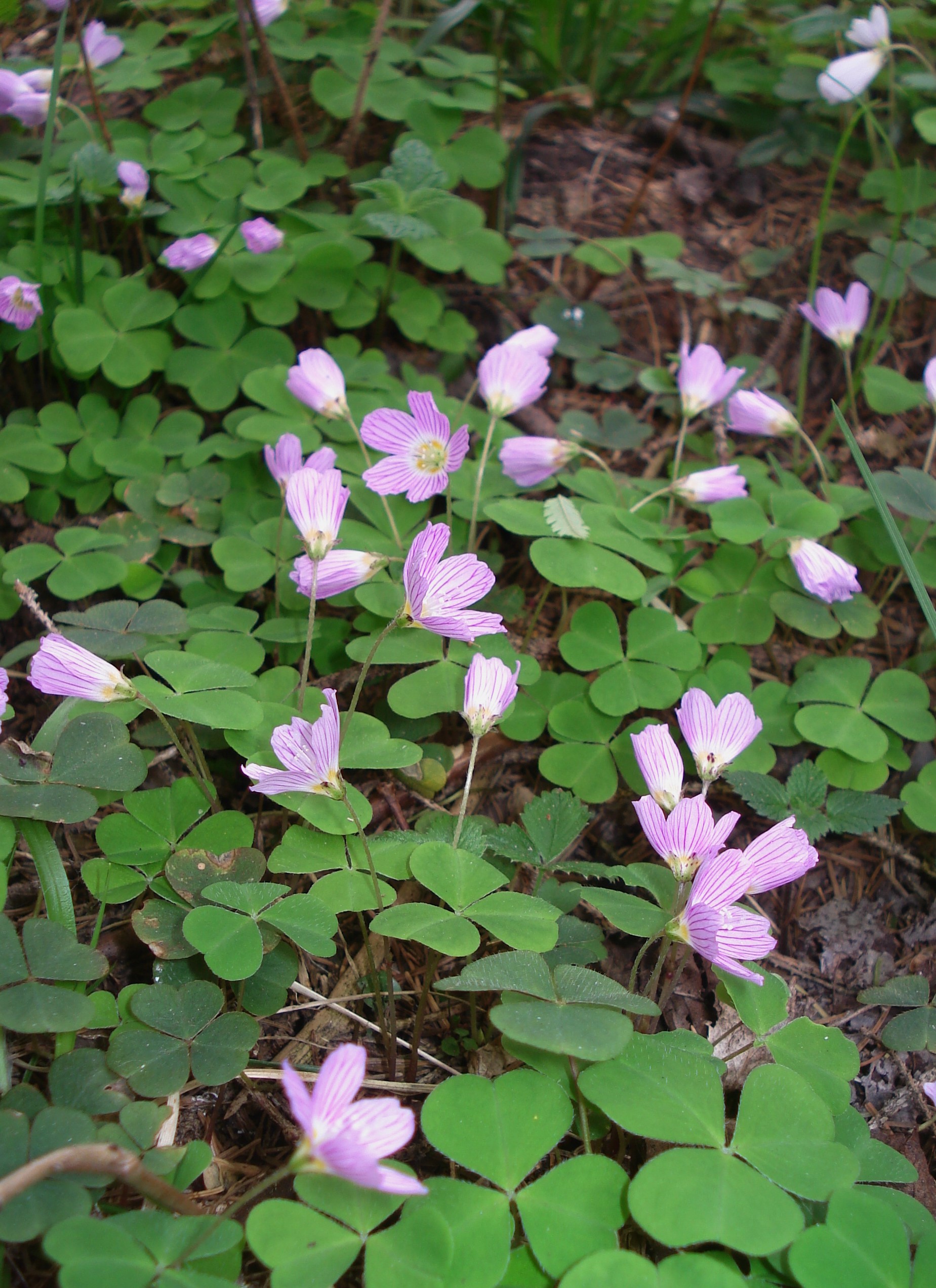 Oxalis.acetosella.fo.rosea.O-Tir.-Lienz. Isel-Zubach.JPG