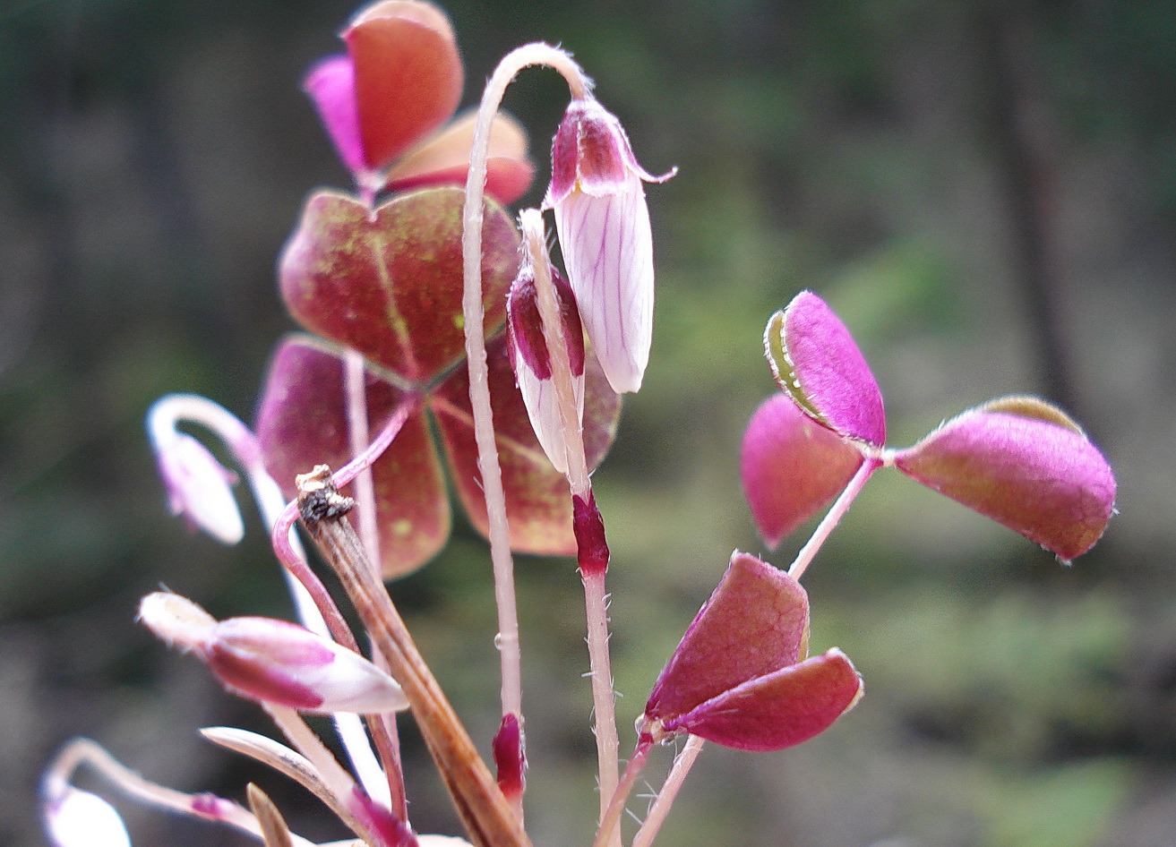 Oxalis.acetosella.St-Kraubath.Chromwerkgraben.JPG