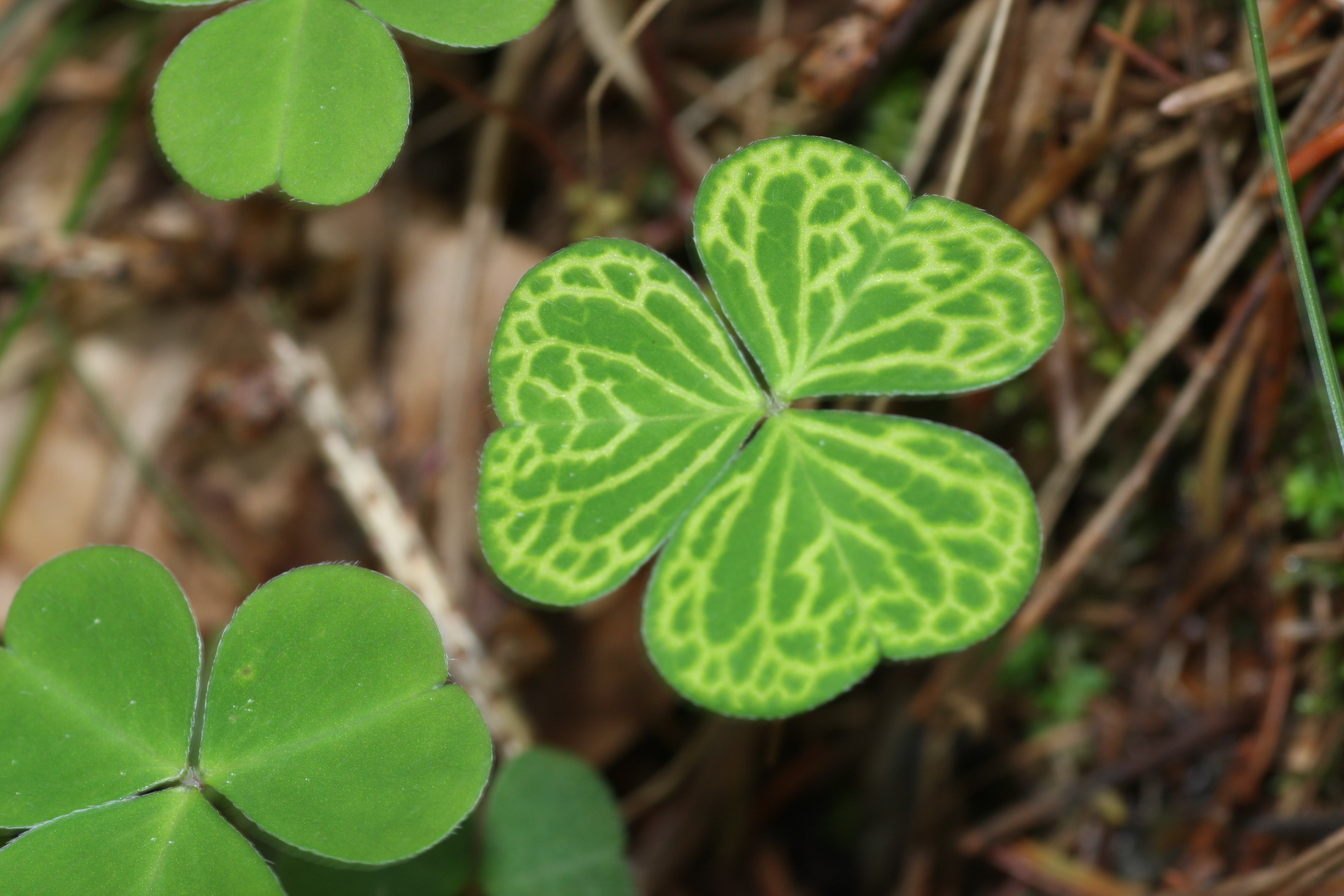 Oxalis.acetosella.K-Drautal.Dellach.GT.JPG