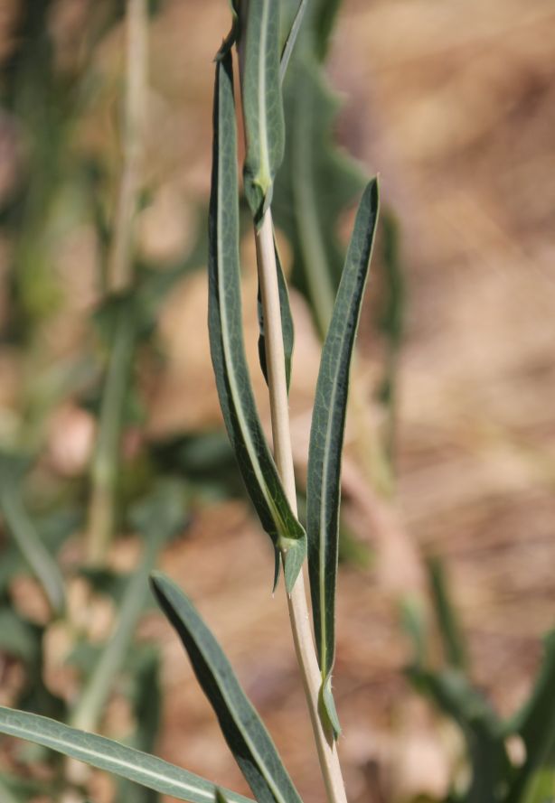 Lactuca_saligna_SCS_20170716_11.jpg