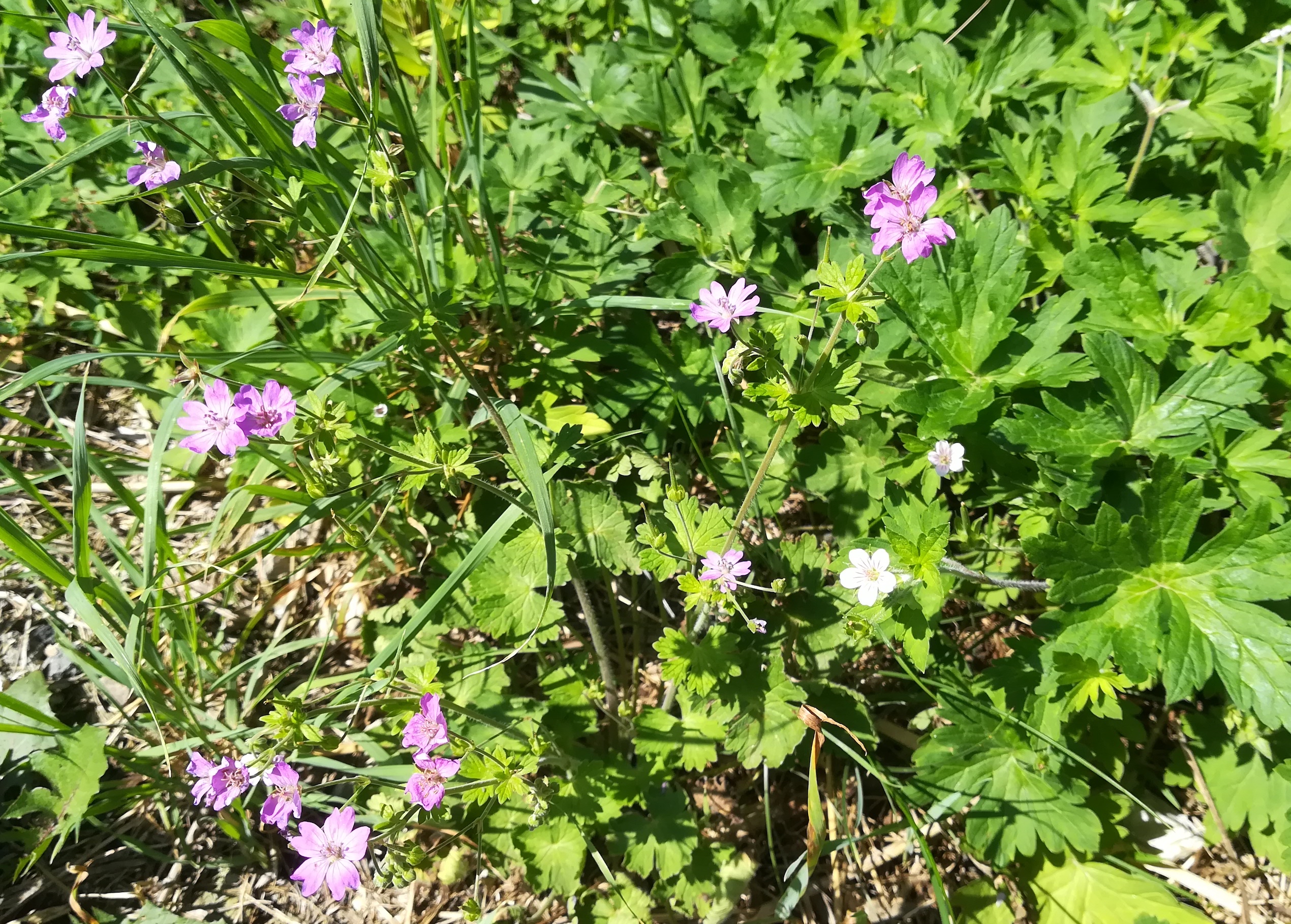 geranium pyrenaicum et g. sibiricum syntop bhf götzendorf an der leitha_20180827_115416.jpg