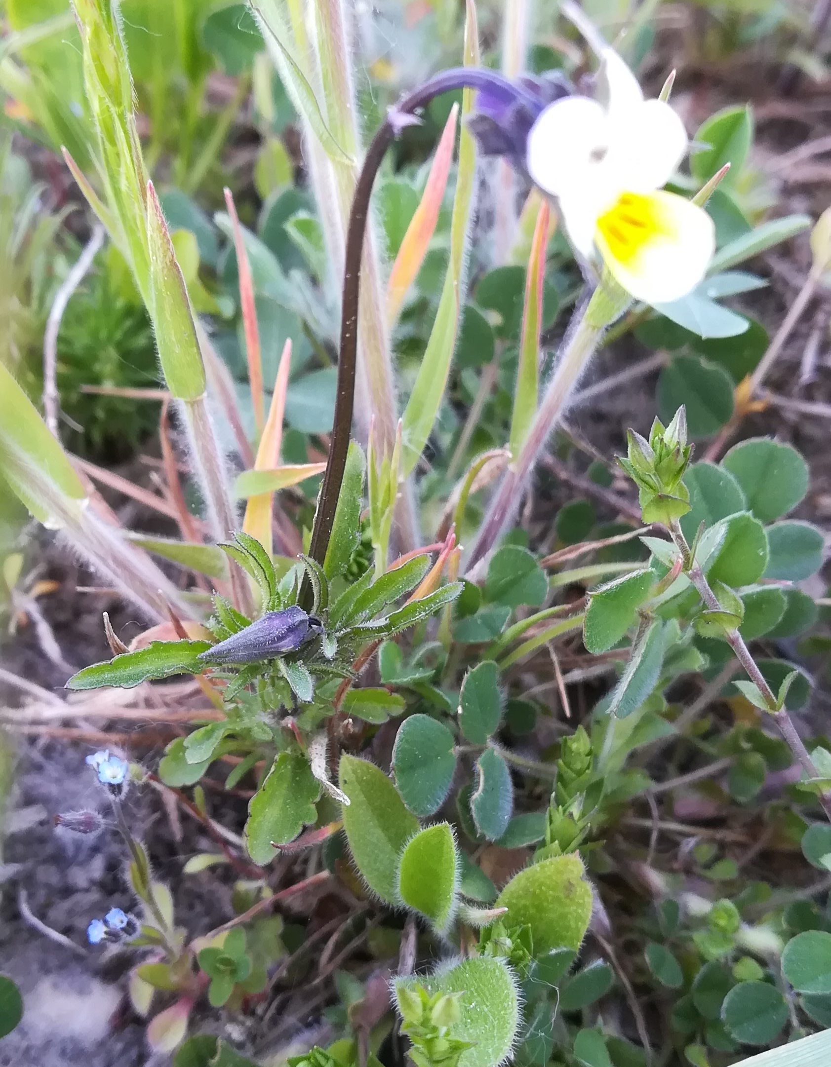 viola cf. arvensis subsp. arvensis fuchshäufel lobau_20200423_165247.jpg